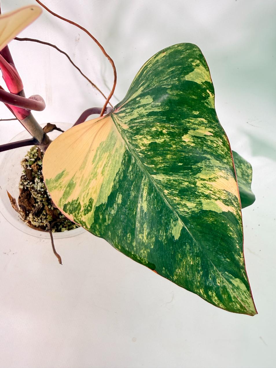 Philodendron Strawberry Shake variegata 06