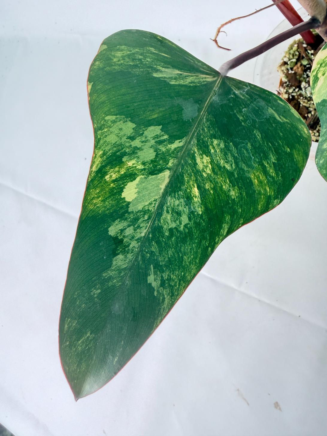 Philodendron Strawberry Shake variegata 07