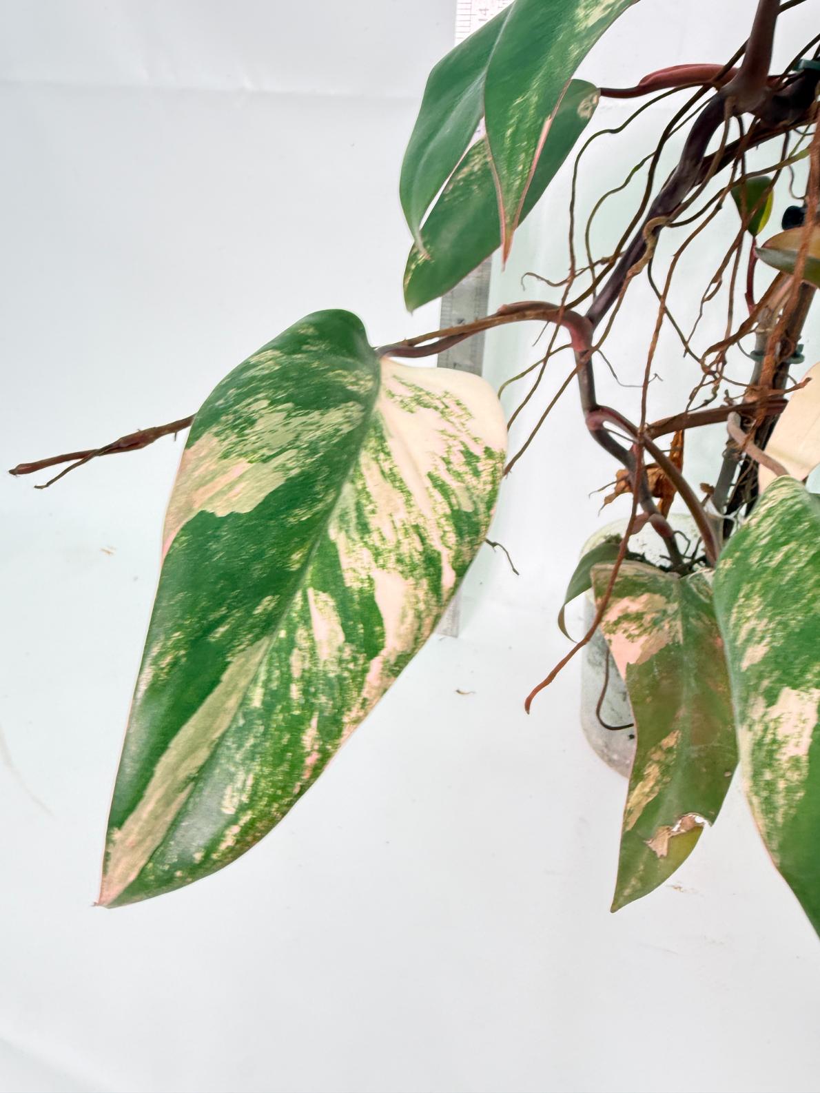 Philodendron Strawberry Shake Variegata Large 8