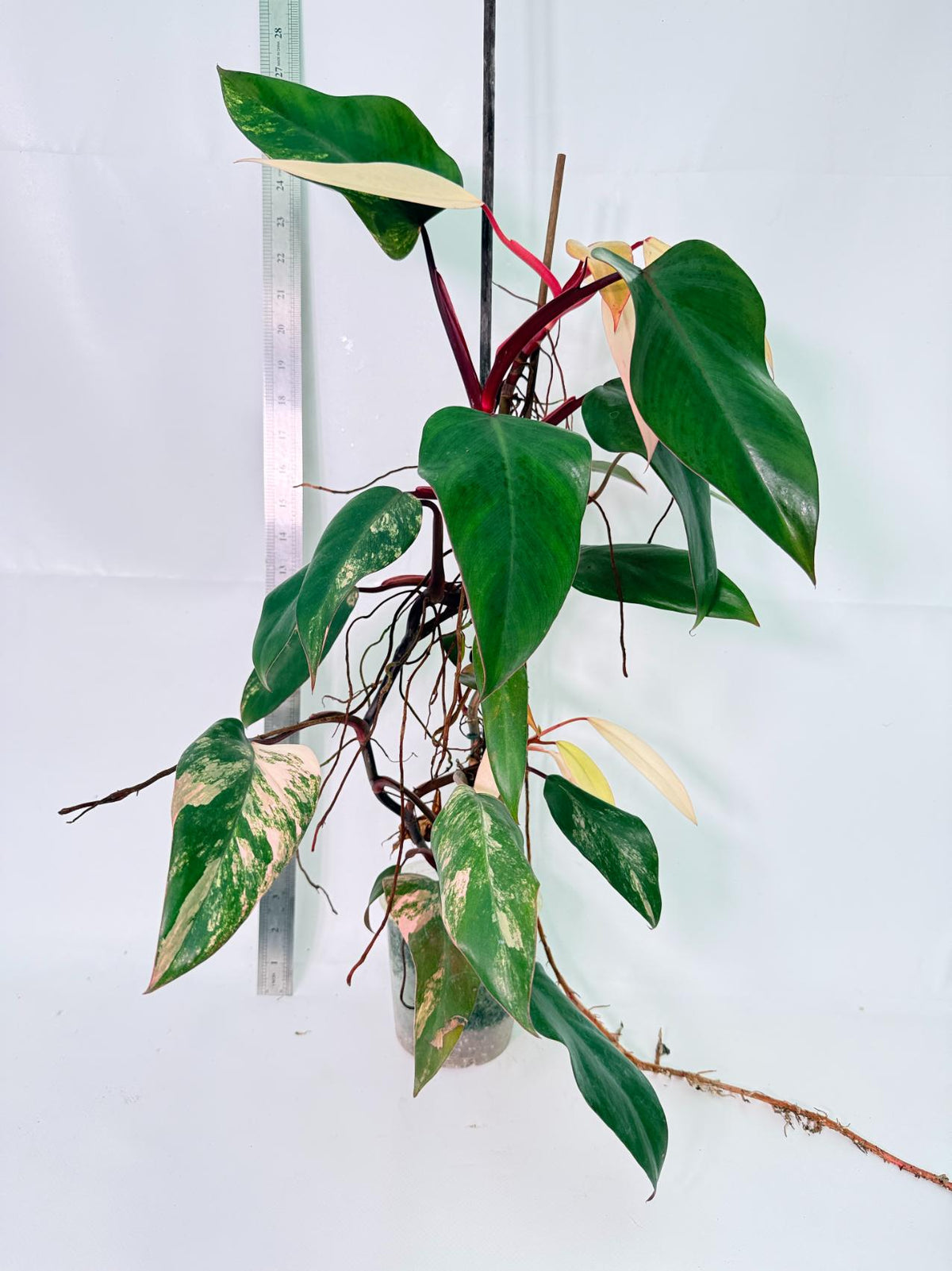 Philodendron Strawberry Shake Variegata Large 6