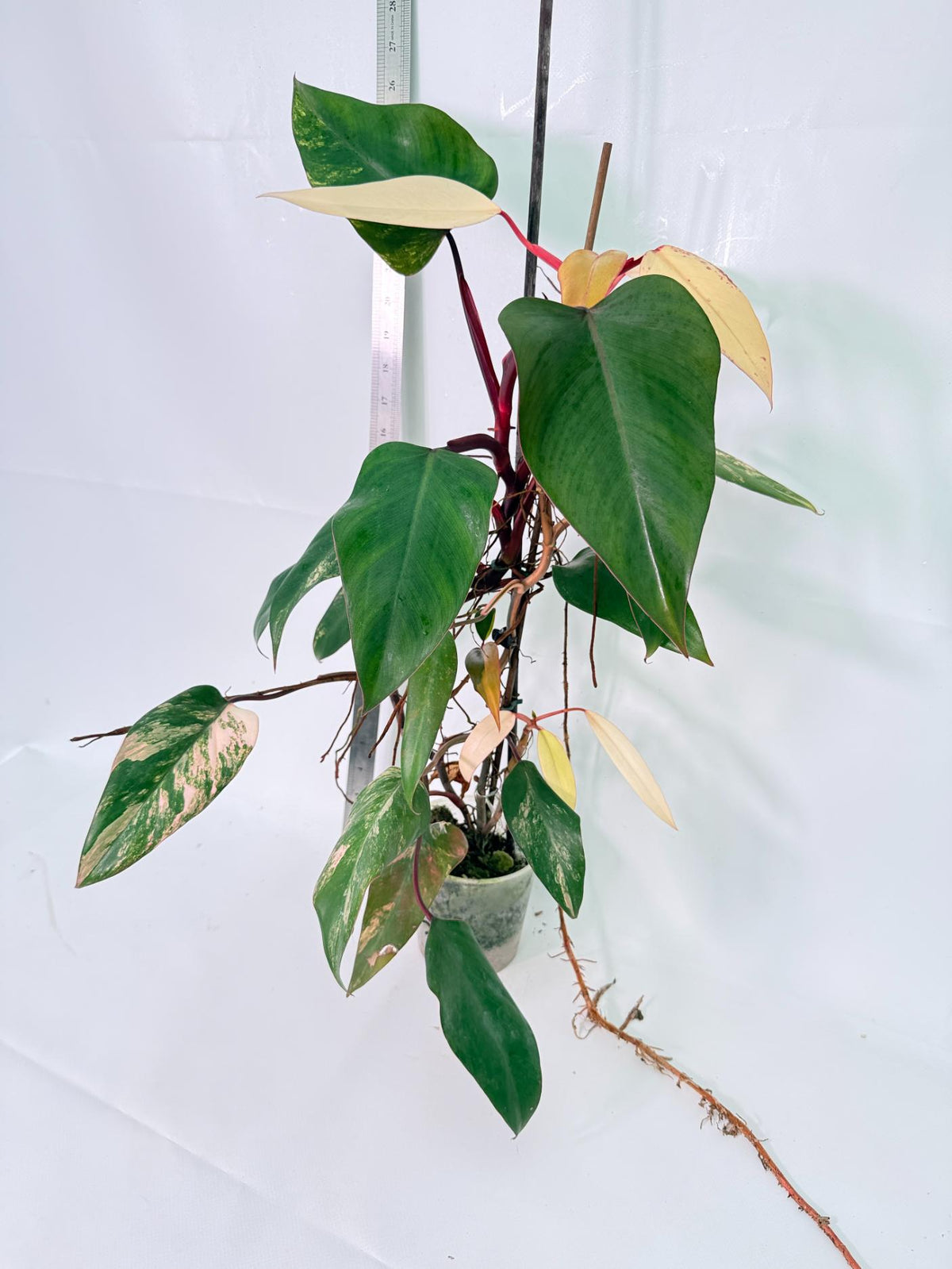 Philodendron Strawberry Shake Variegata Large 3