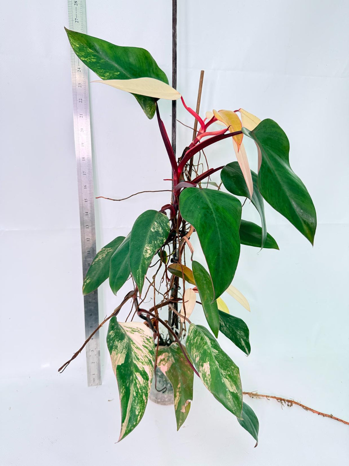 Philodendron Strawberry Shake Variegata Large 1