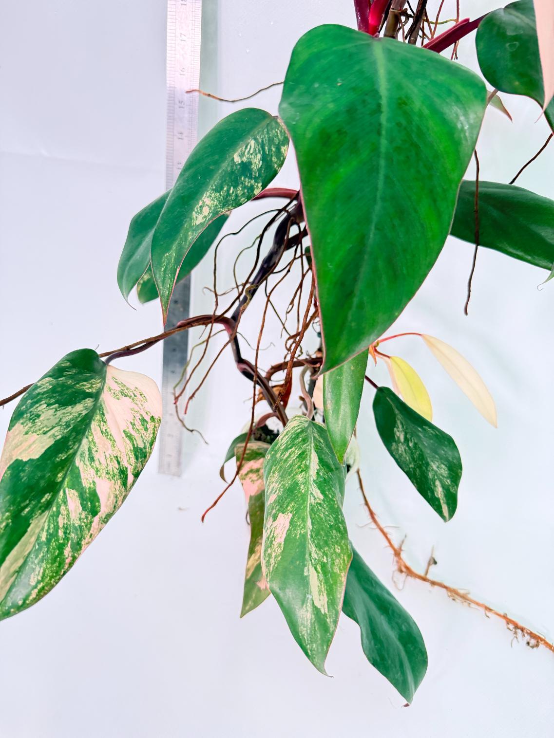 Philodendron Strawberry Shake Variegata Large 2