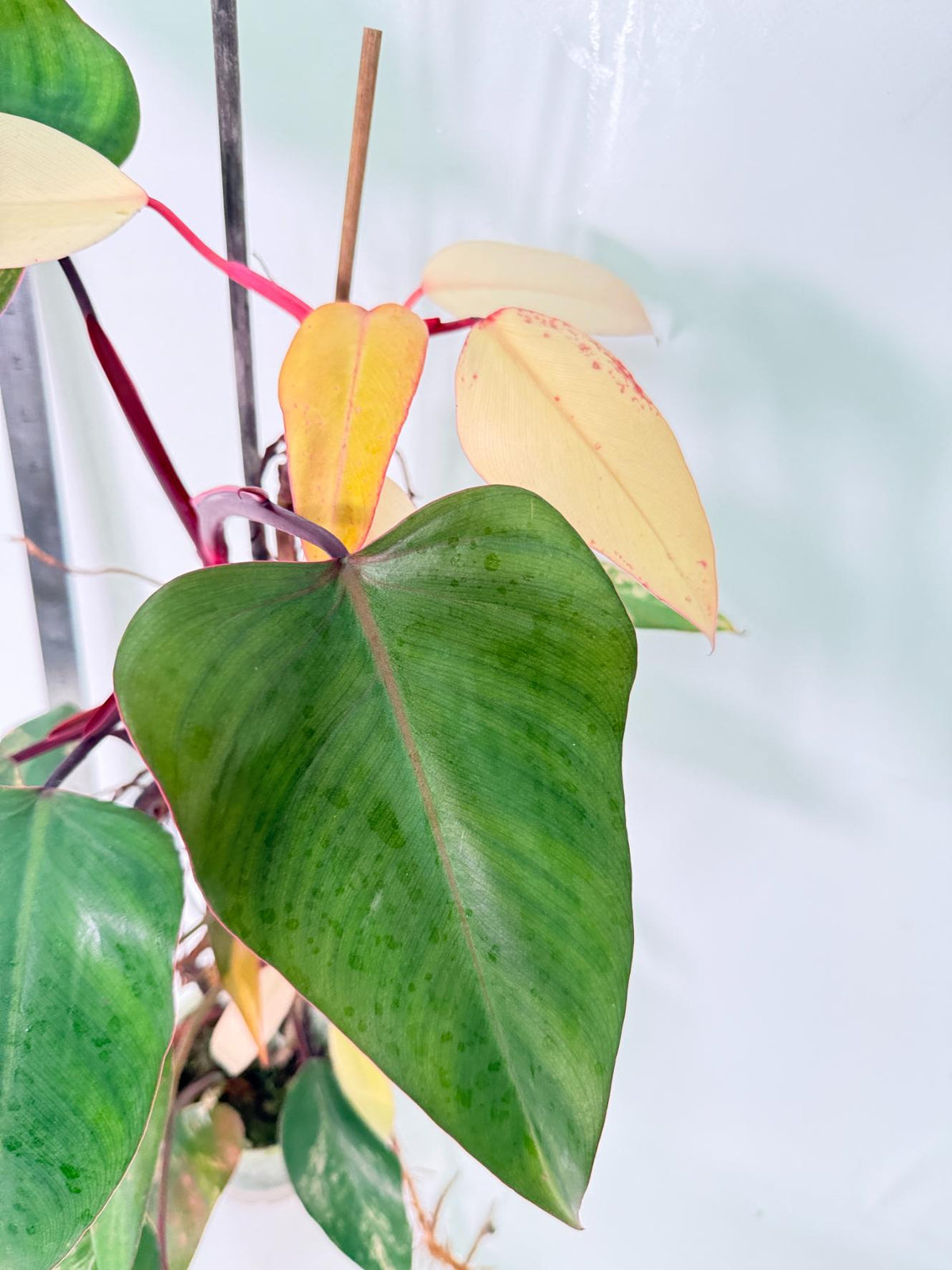 Philodendron Strawberry Shake Variegata Large 4