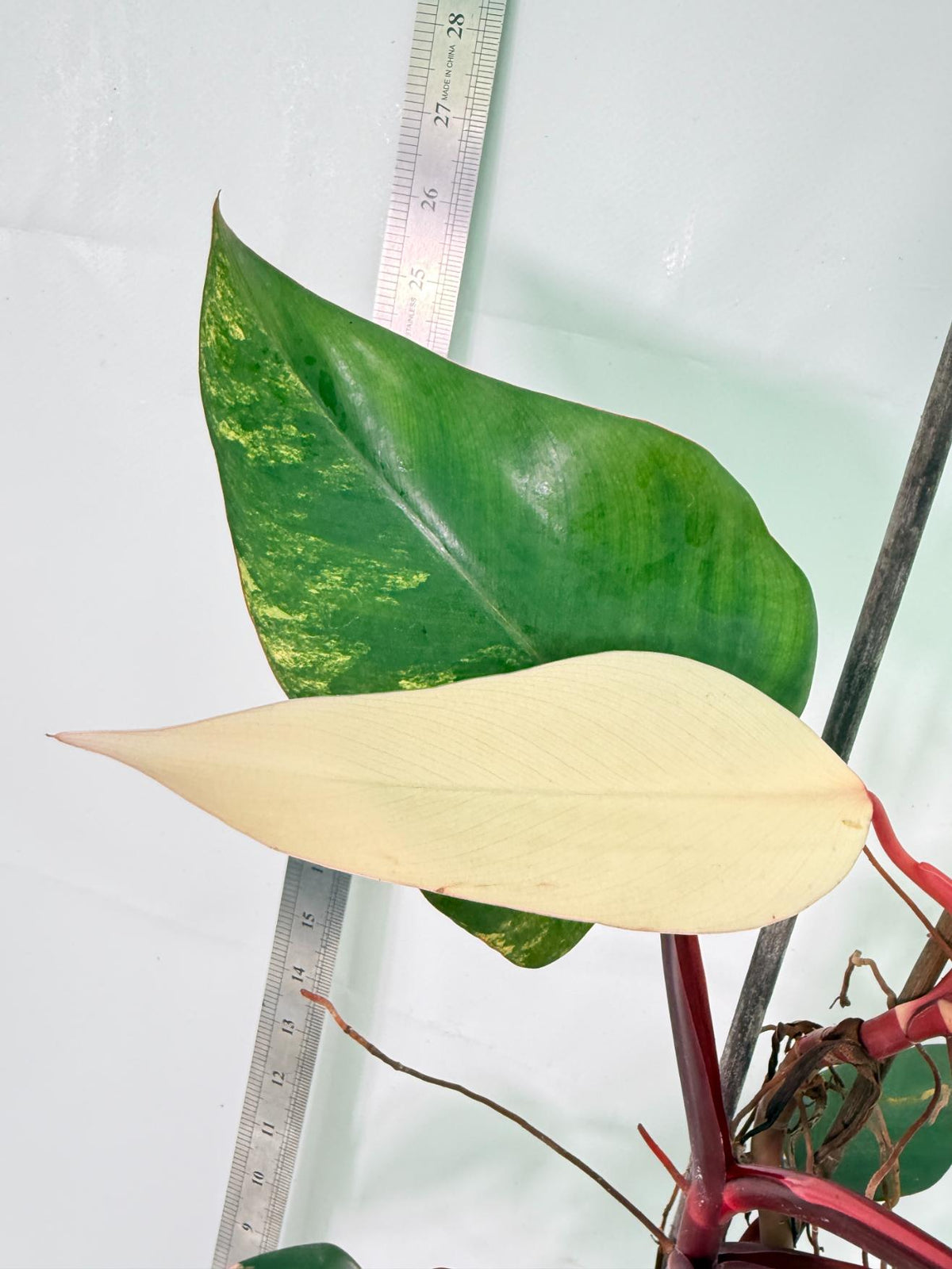 Philodendron Strawberry Shake Variegata Large 5