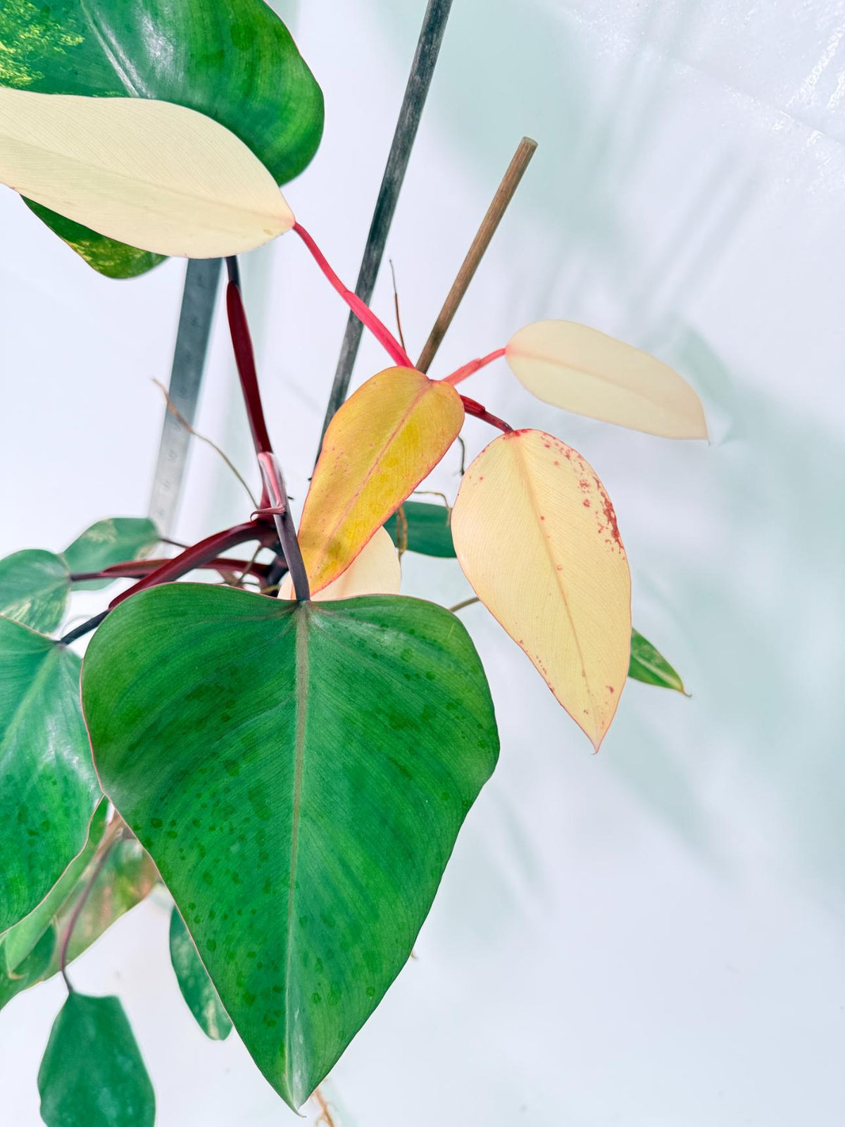 Philodendron Strawberry Shake Variegata Large 11