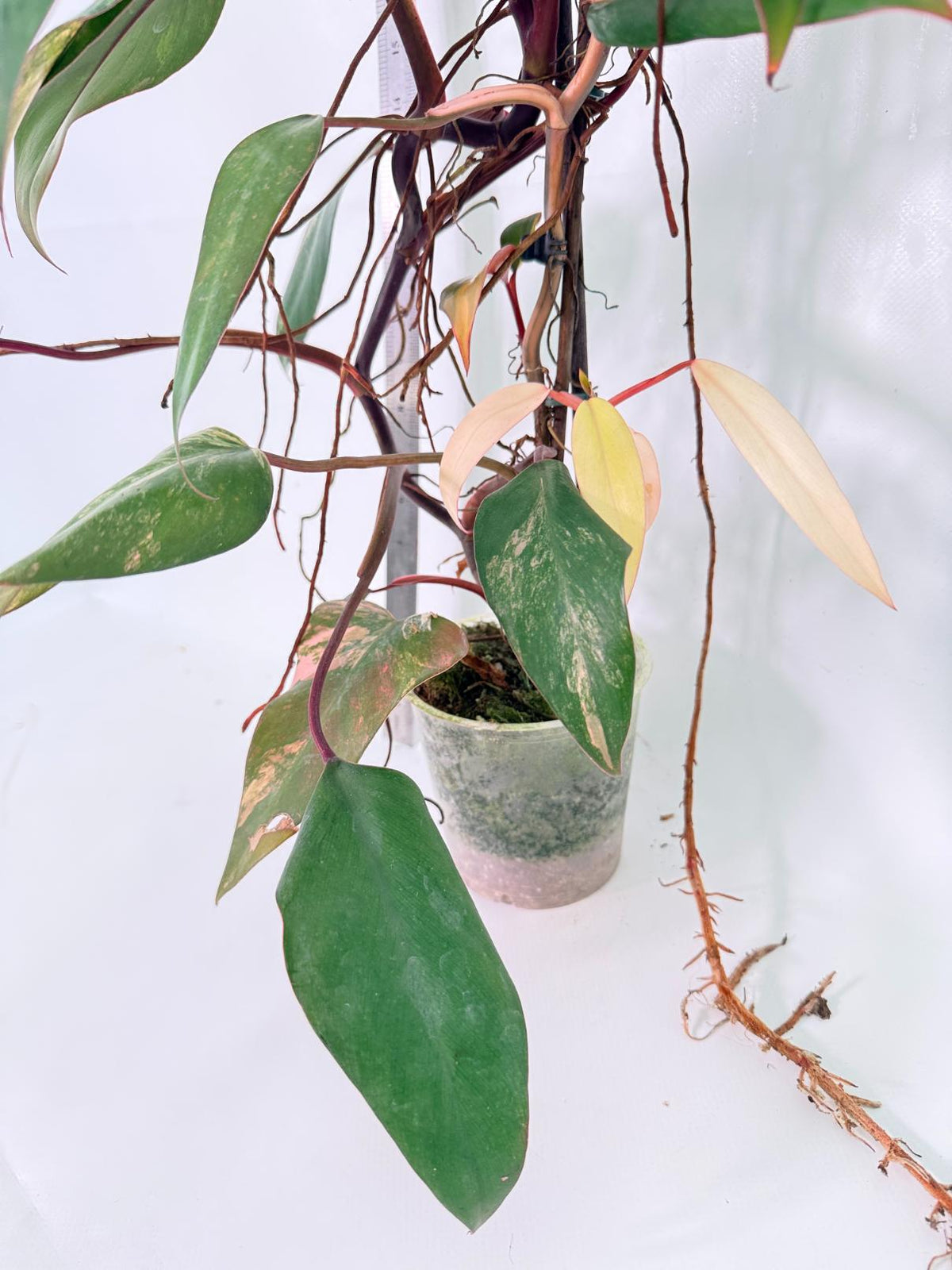 Philodendron Strawberry Shake Variegata Large 