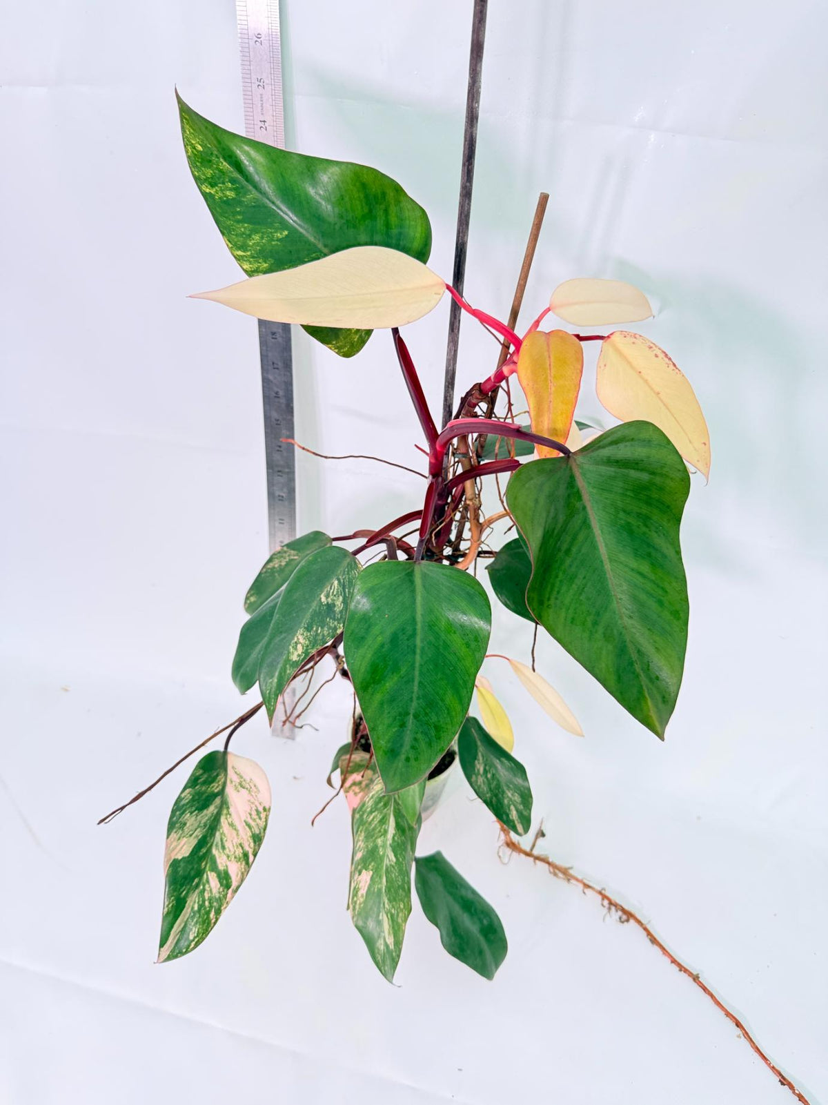 Philodendron Strawberry Shake Variegata Large 9