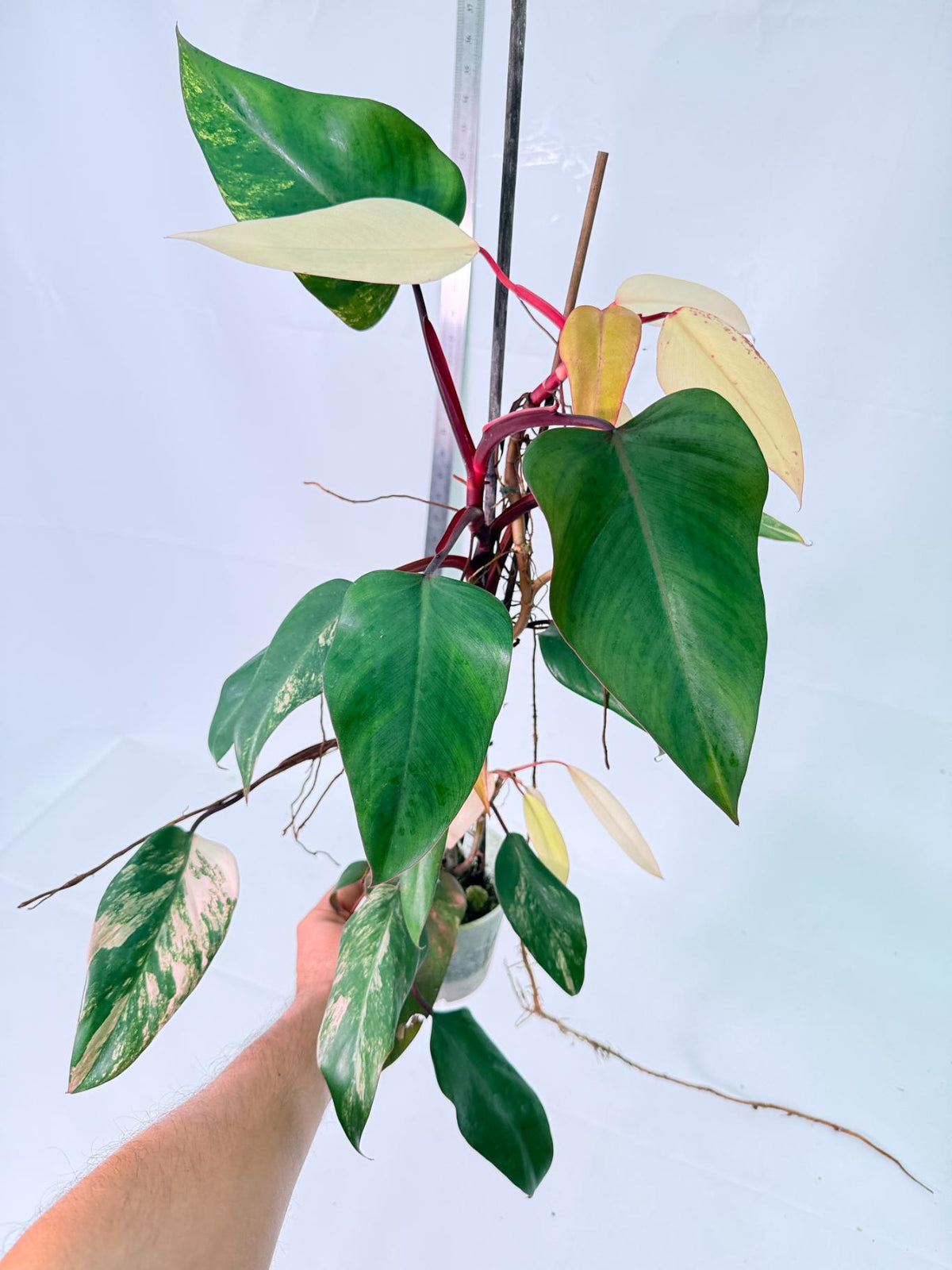 Philodendron Strawberry Shake Variegata Large 10