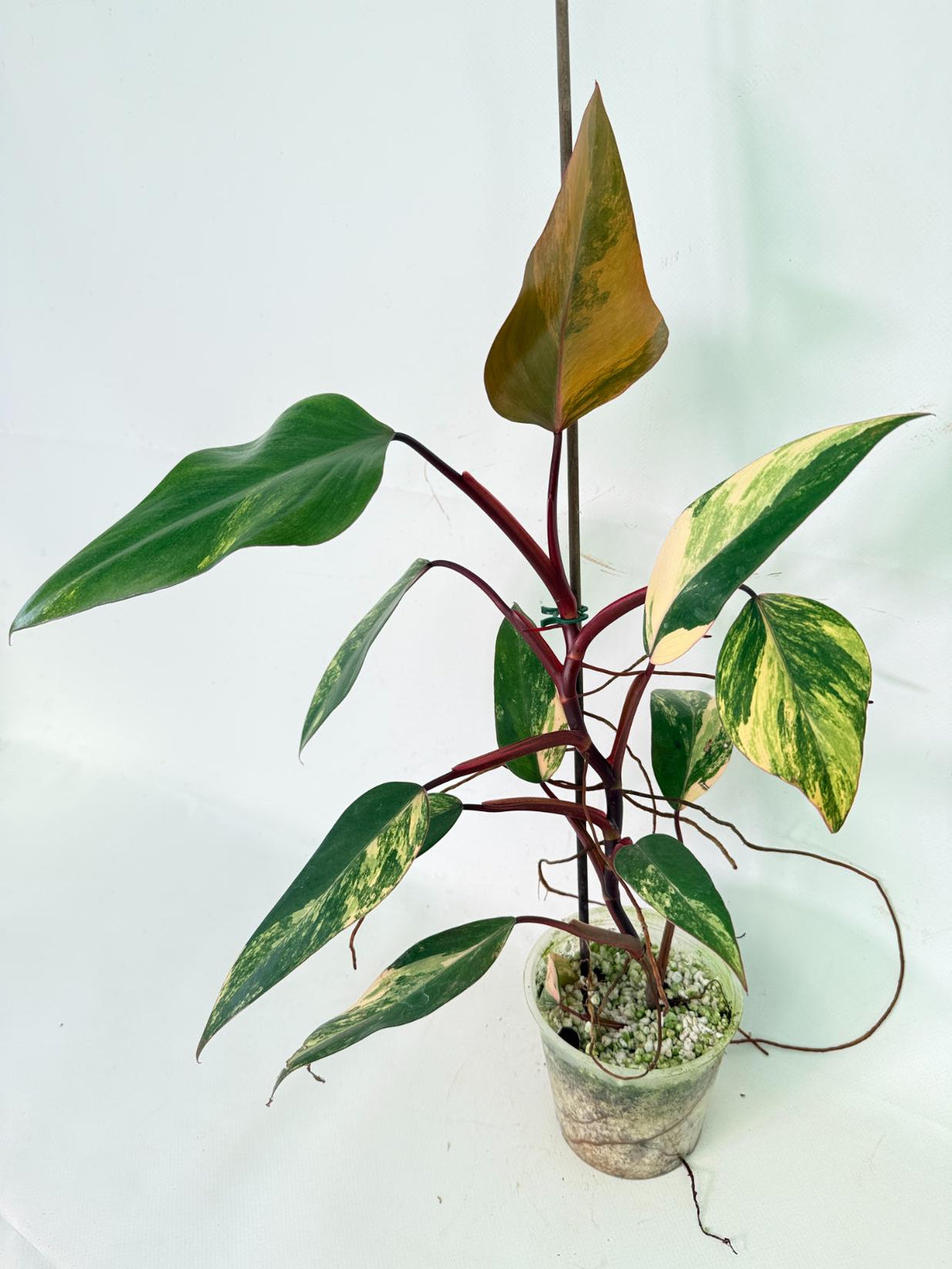 Philodendron Strawberry Shake variegata 09