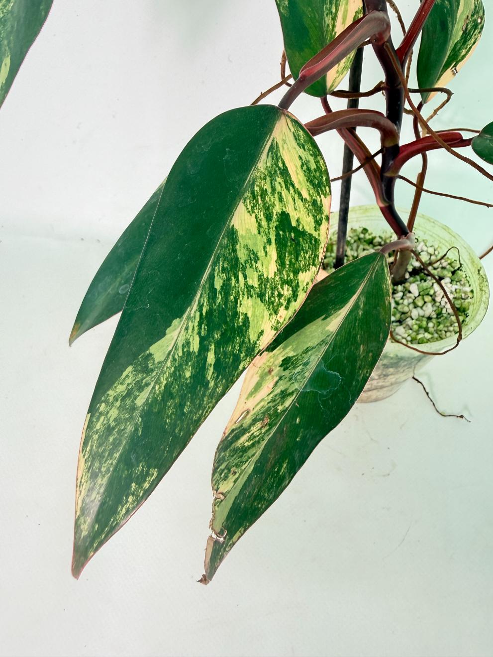 Philodendron Strawberry Shake variegata 10