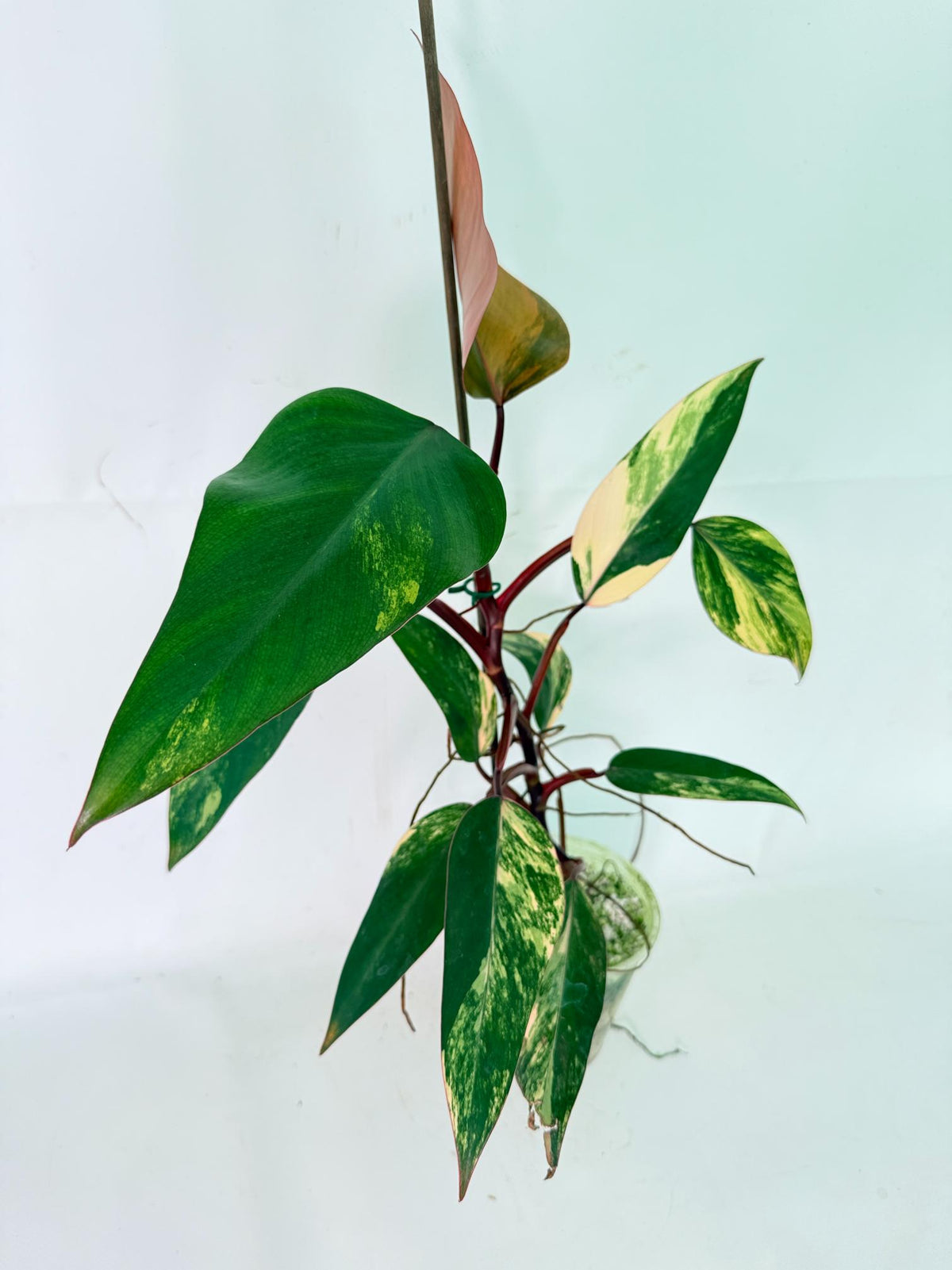 Philodendron Strawberry Shake variegata 11