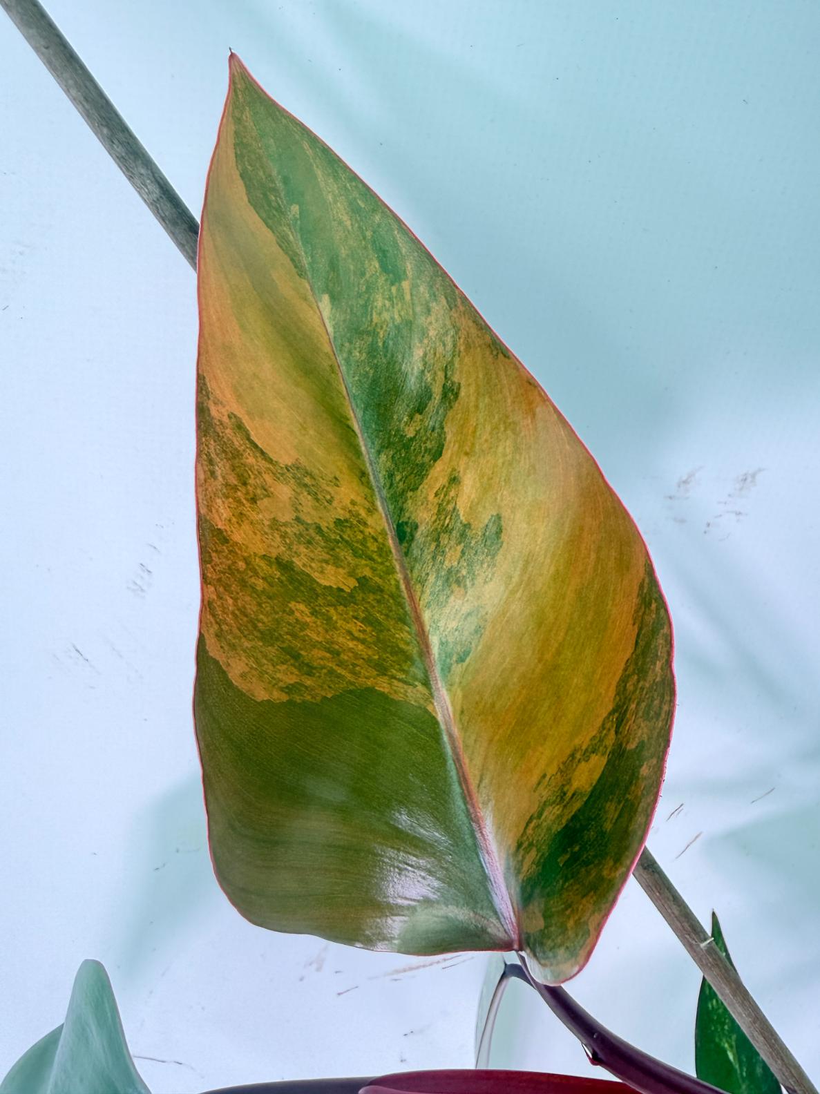 Philodendron Strawberry Shake variegata 12