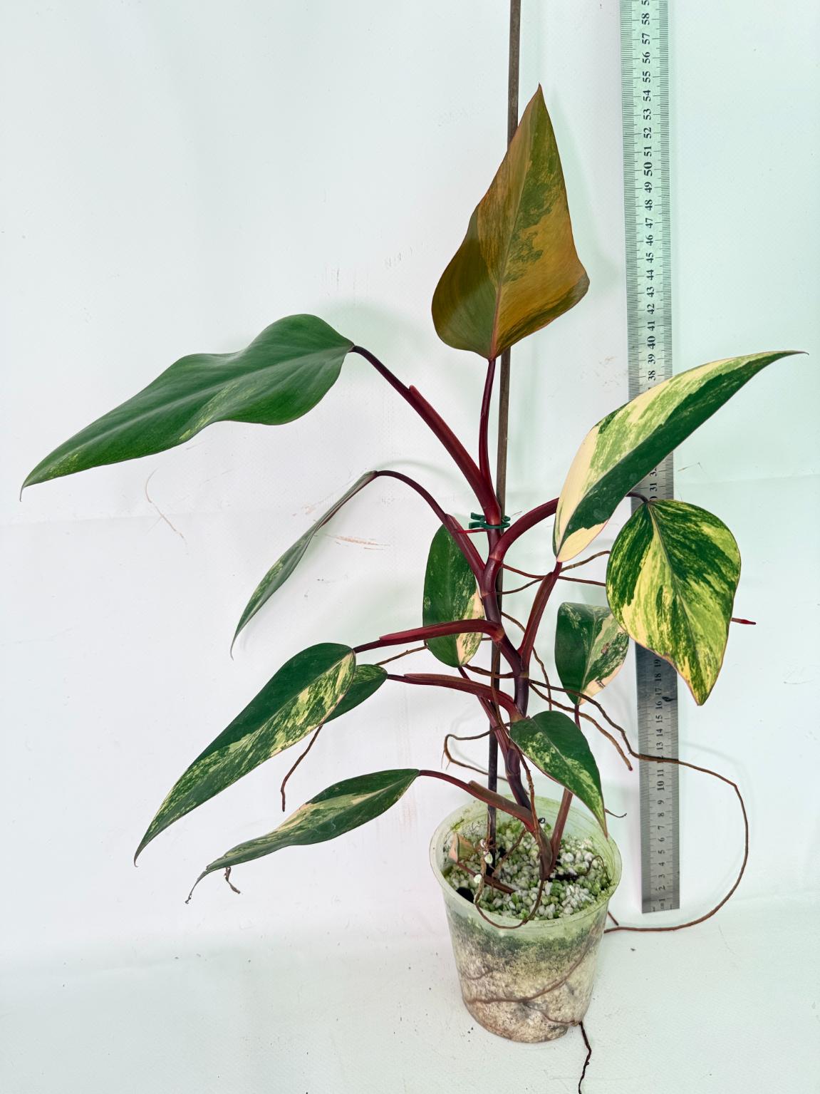Philodendron Strawberry Shake variegata 07