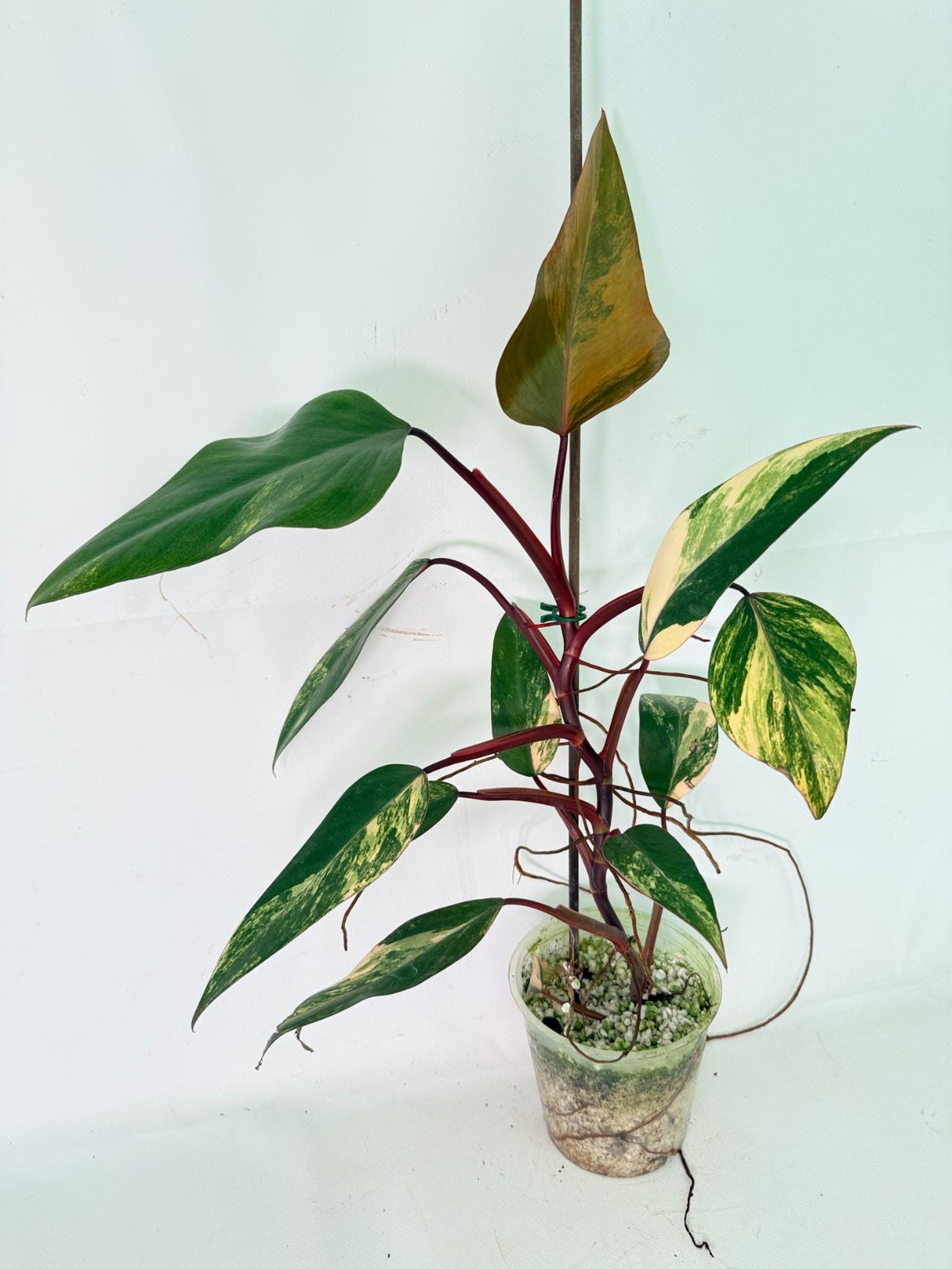 Philodendron Strawberry Shake variegata 01