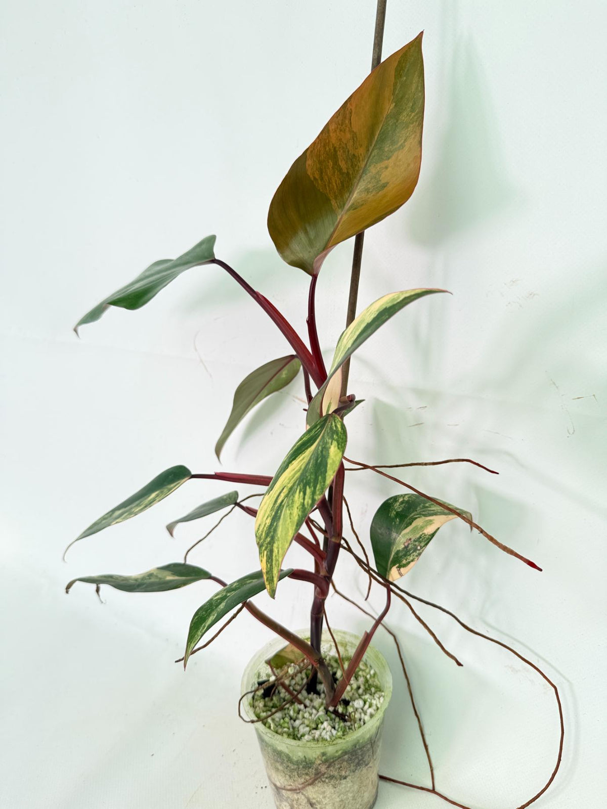 Philodendron Strawberry Shake variegata 02