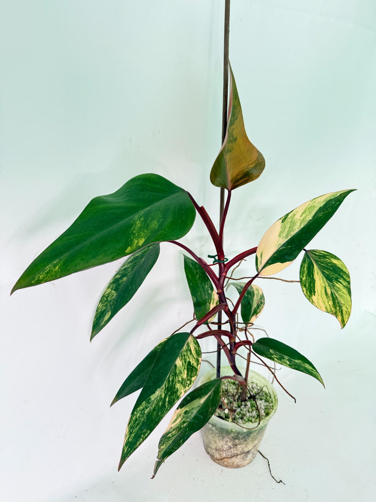 Philodendron Strawberry Shake variegata 03