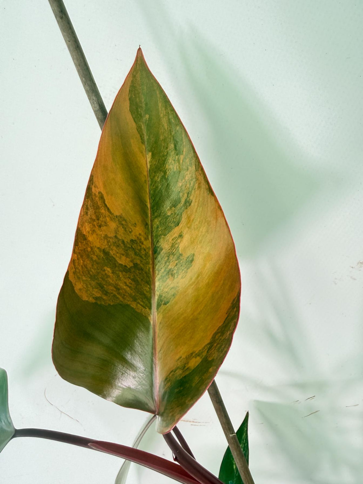 Philodendron Strawberry Shake variegata 04