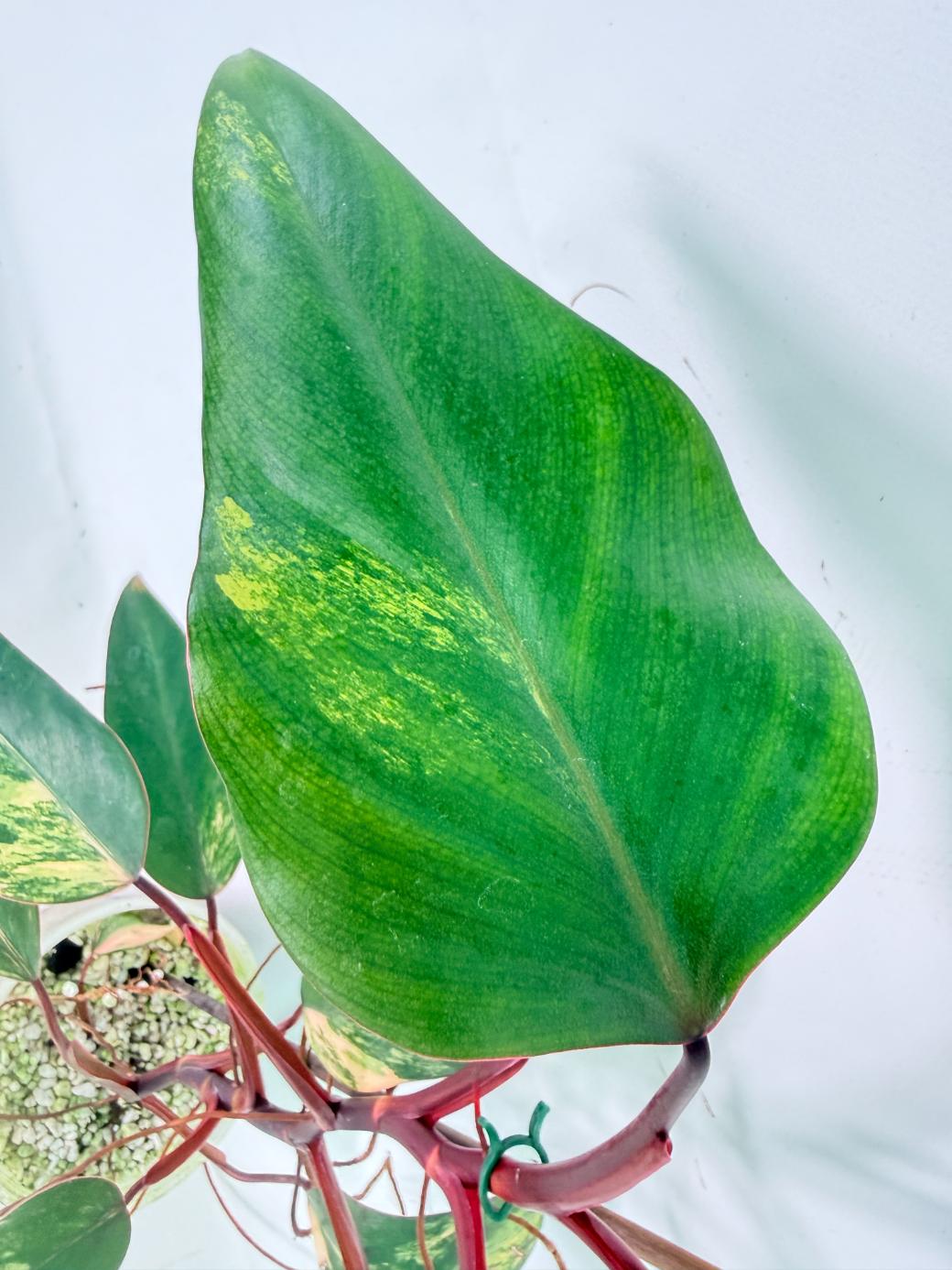 Philodendron Strawberry Shake variegata 05