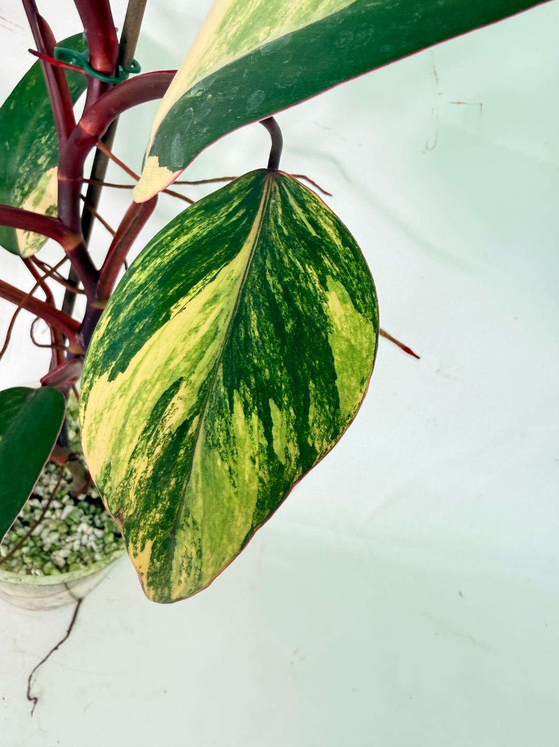 Philodendron Strawberry Shake variegata 06