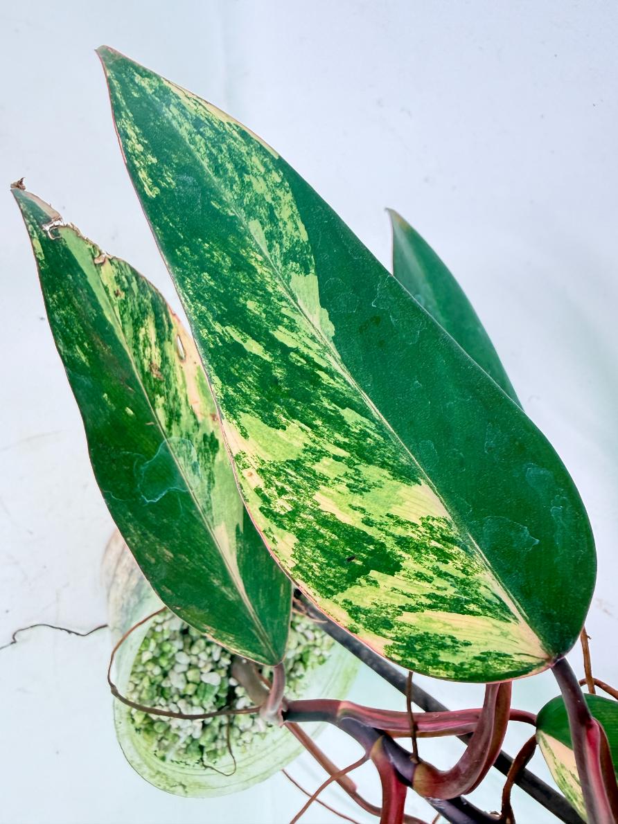 Philodendron Strawberry Shake variegata 08
