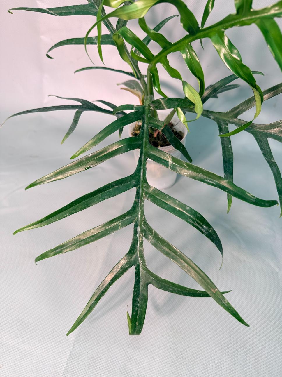 Philodendron Tortum Wide