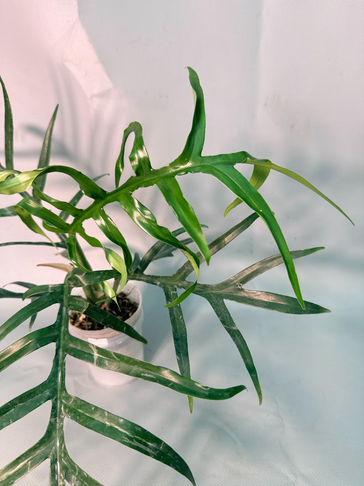 Philodendron Tortum Wide