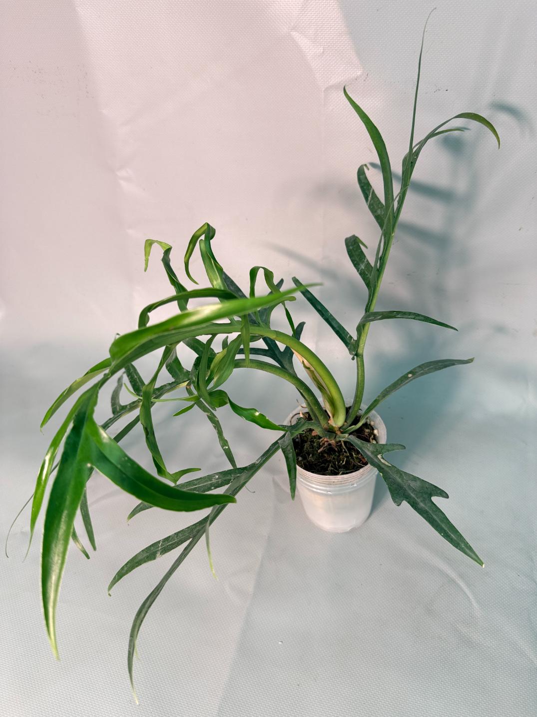 Philodendron Tortum Wide