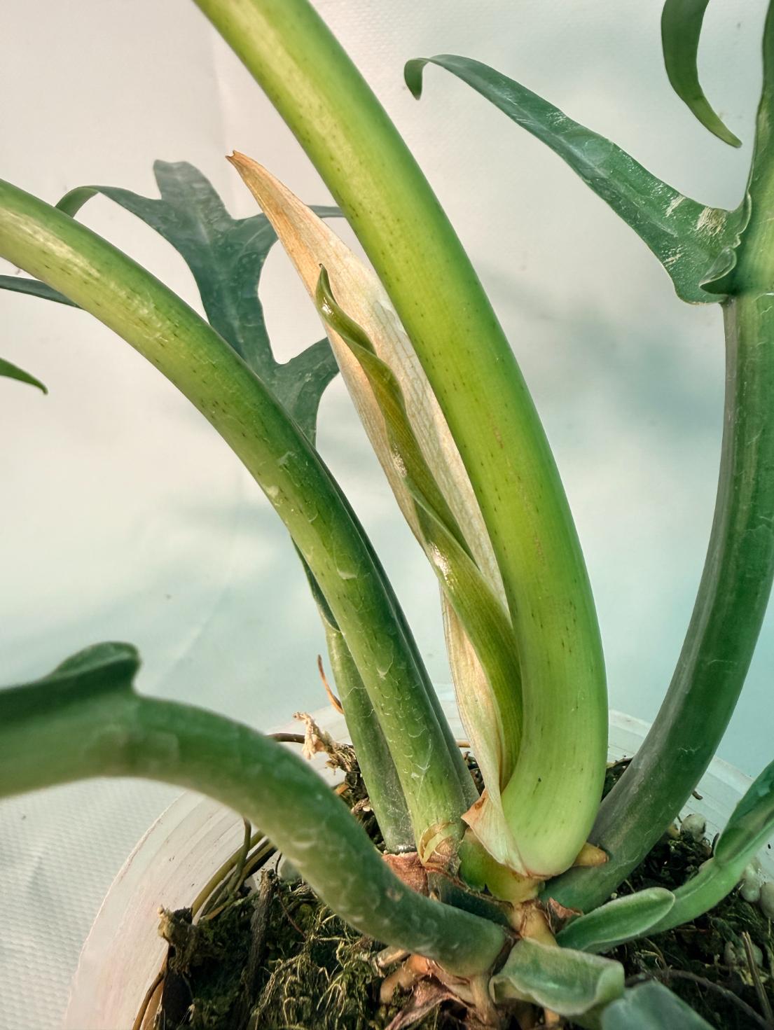 Philodendron Tortum Wide
