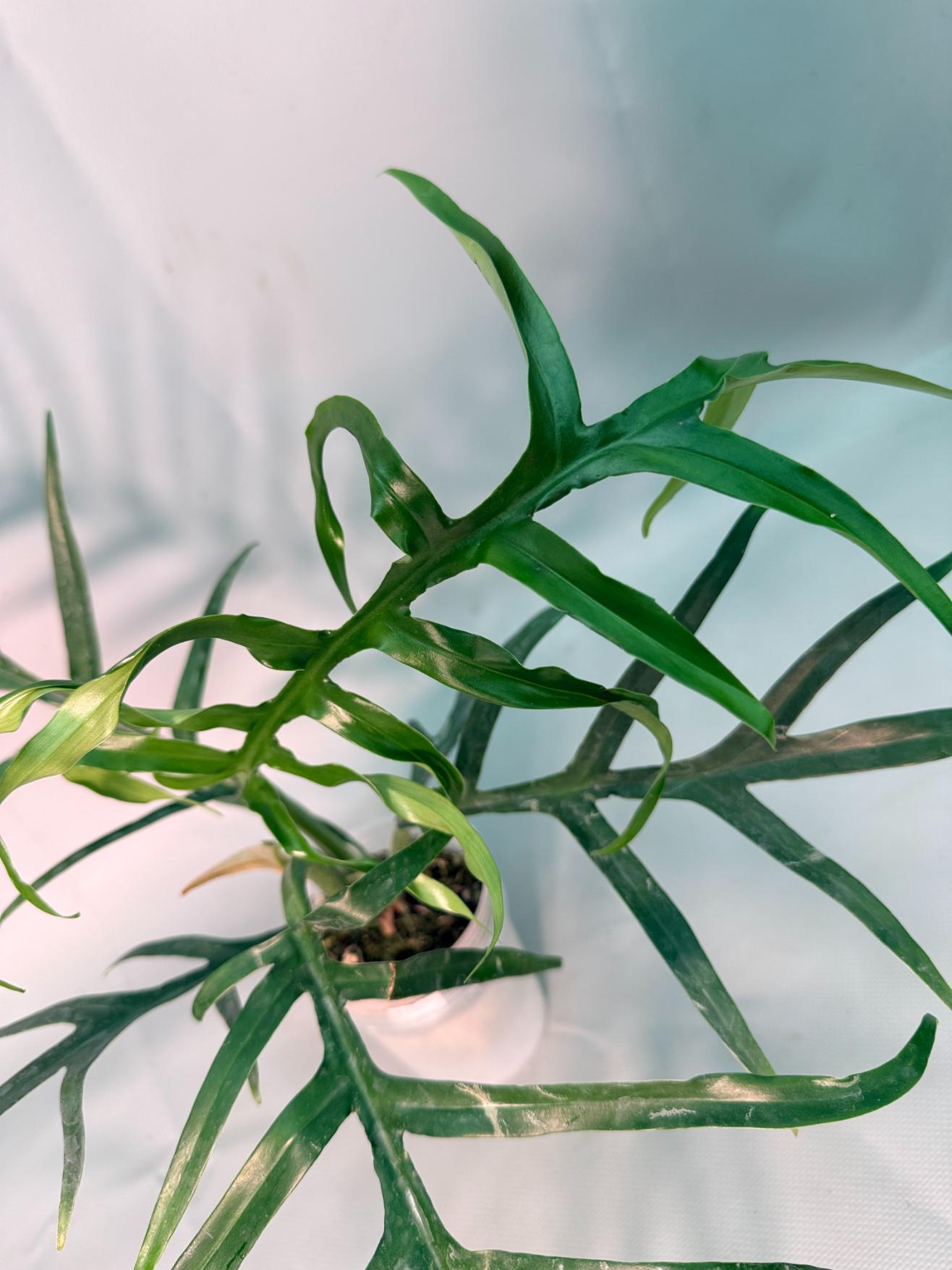 philodendron tortum wide form Philodendron Tortum Wide