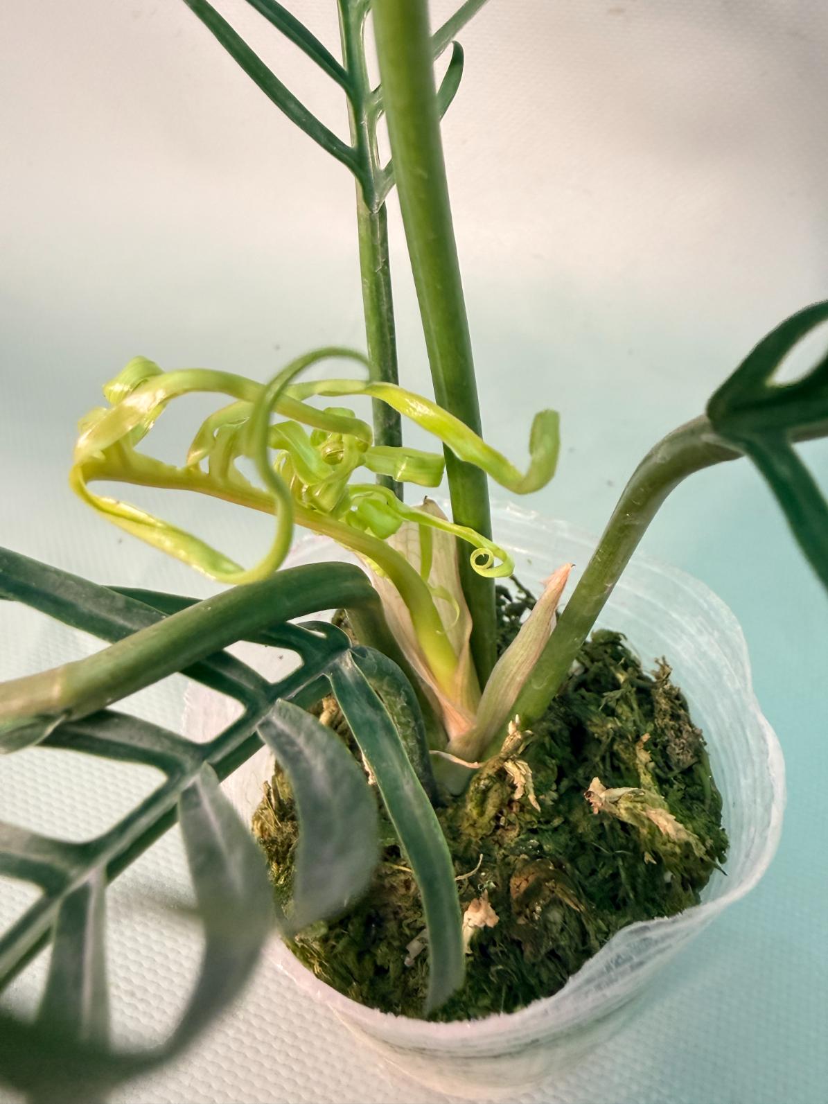 Philodendron Tortum Wide