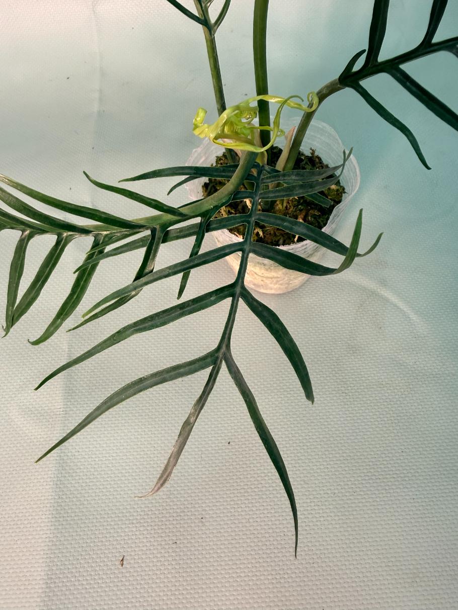 Philodendron tortum tiny