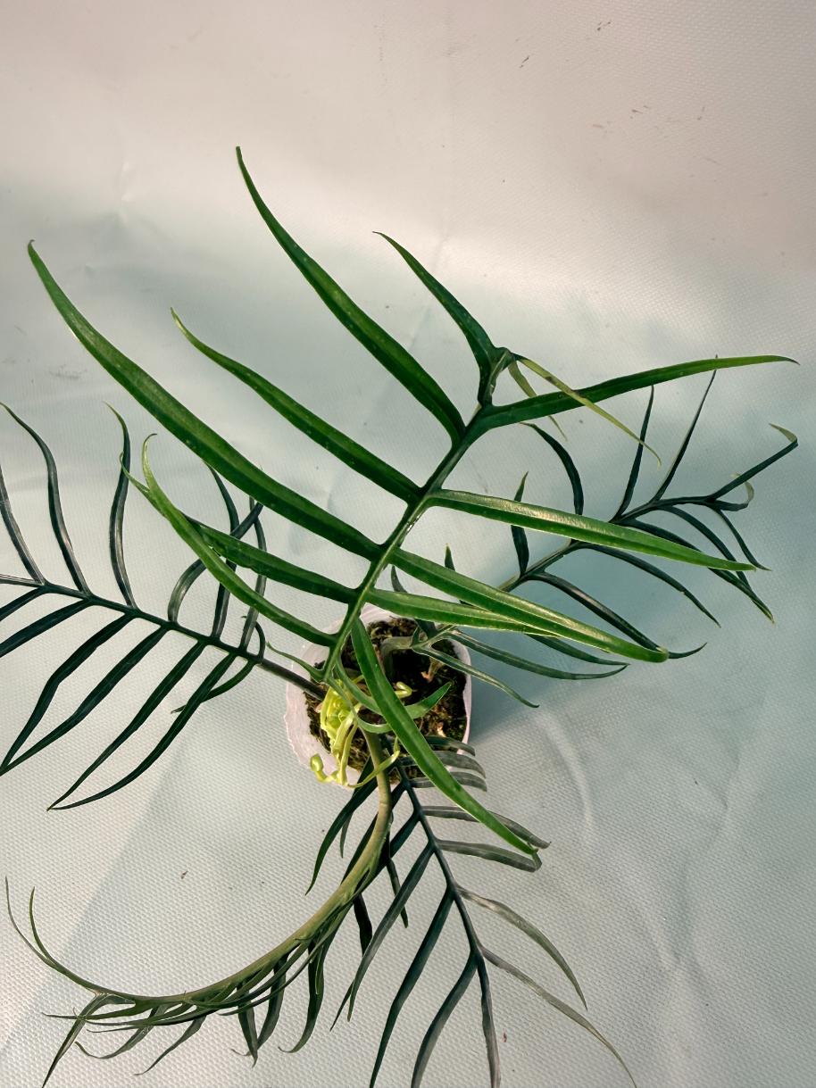 Philodendron Tortum Wide