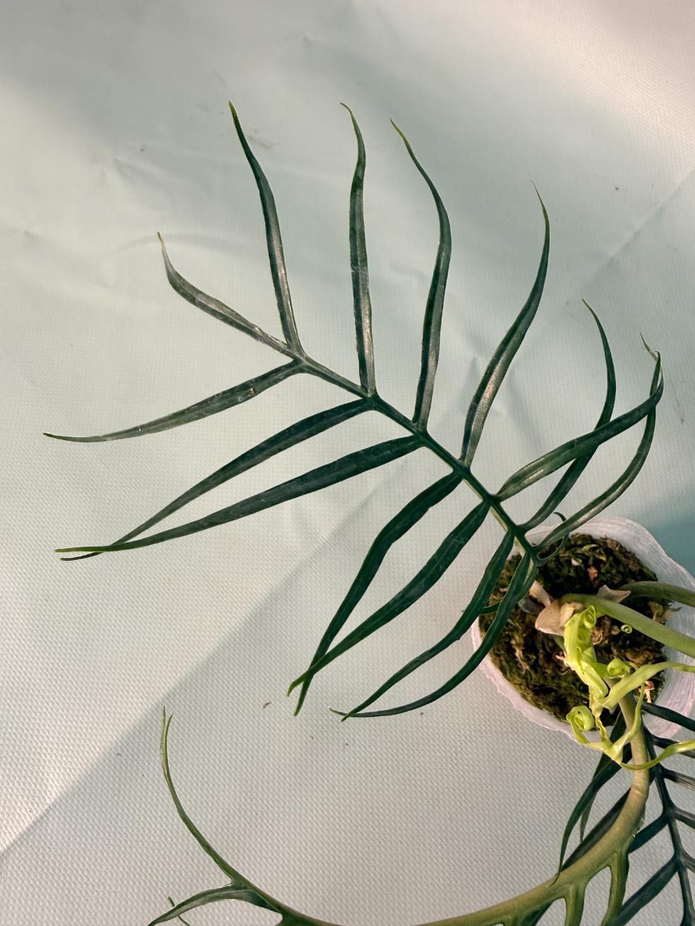 Philodendron Tortum Wide