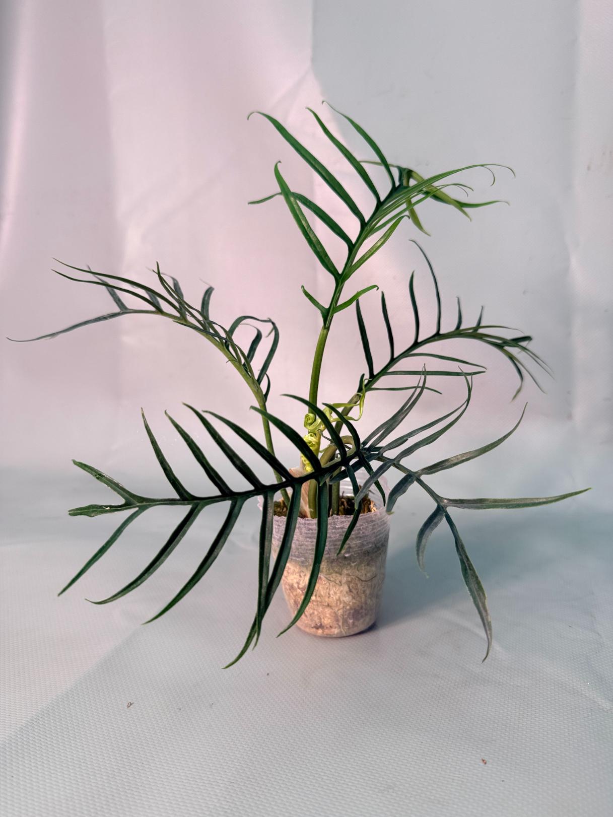 Philodendron tortum tiny