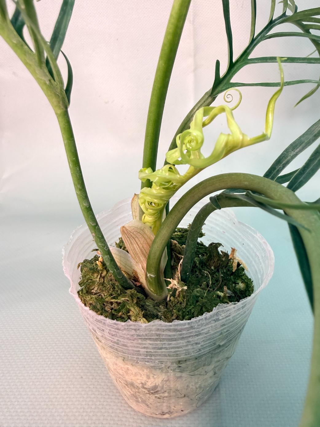 Philodendron Tortum Wide