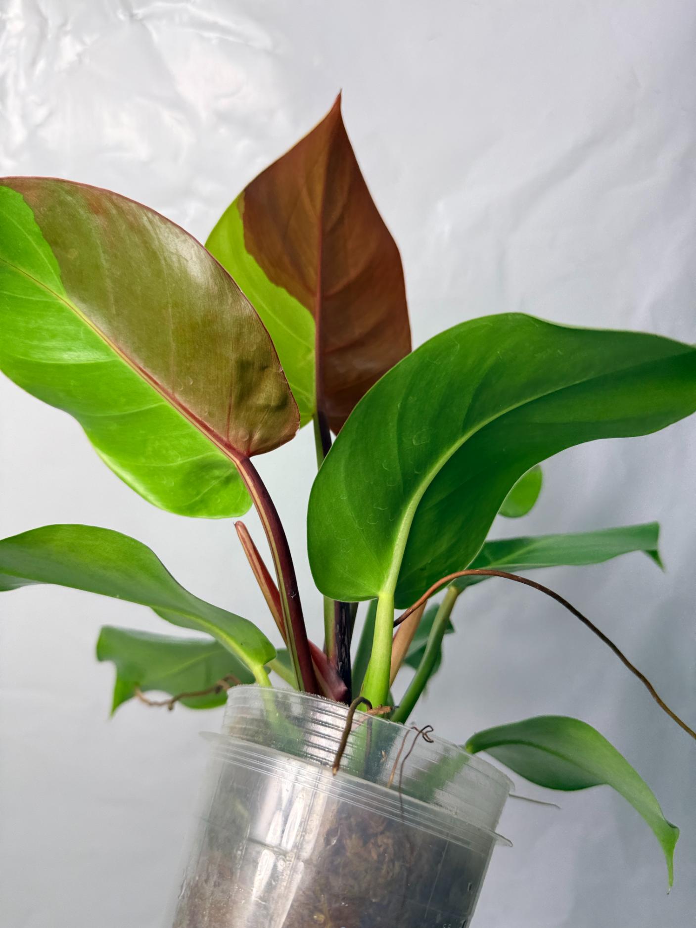 Philodendron Yellow Flame variegata 