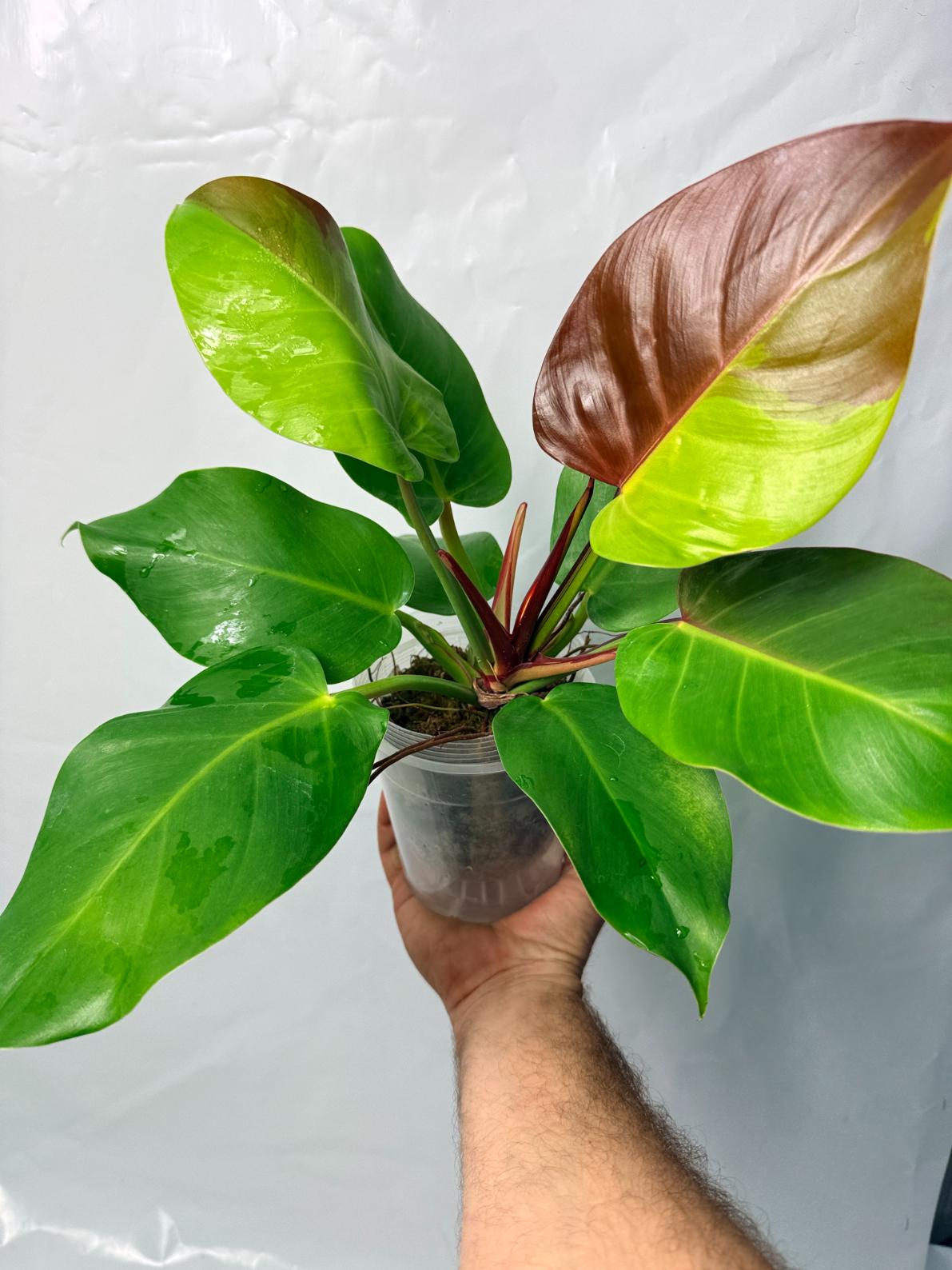 Philodendron Yellow Flame variegata 