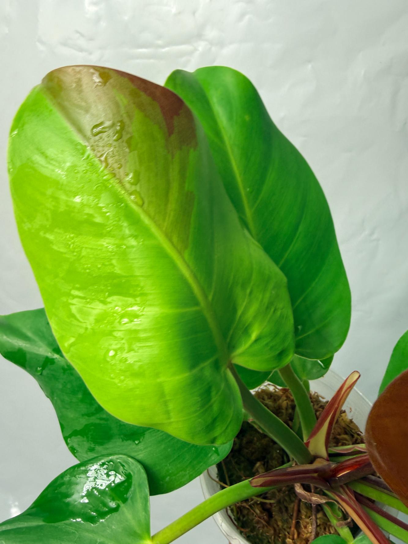 Philodendron Yellow Flame variegata 