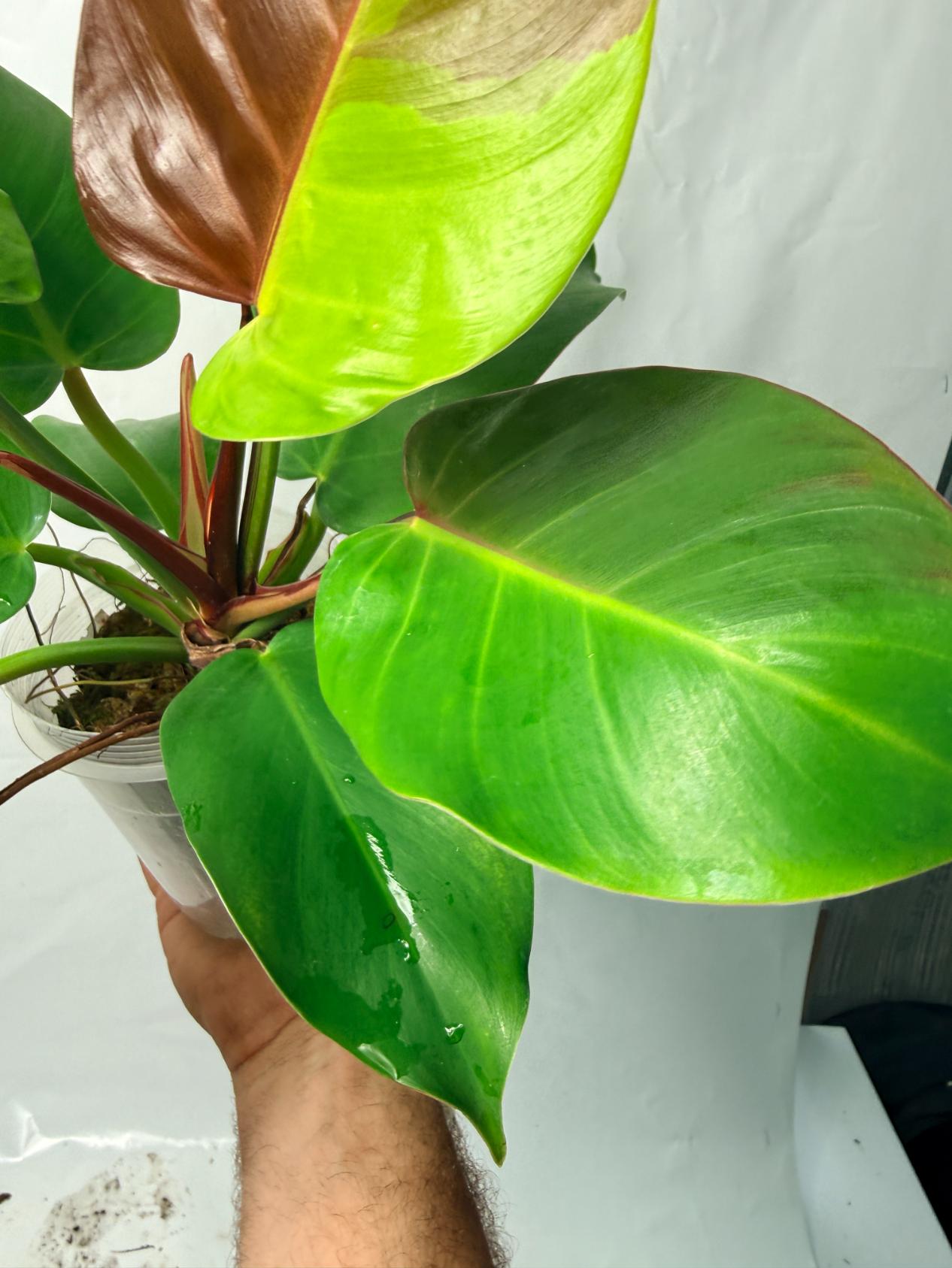 Philodendron Yellow Flame variegata 