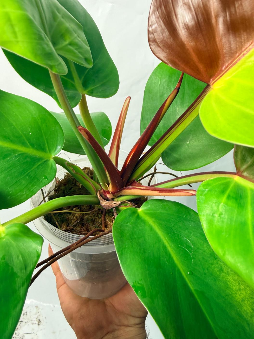 Philodendron Yellow Flame variegata 