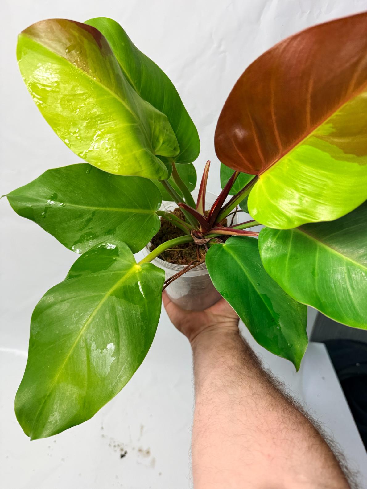 Philodendron Yellow Flame variegata 