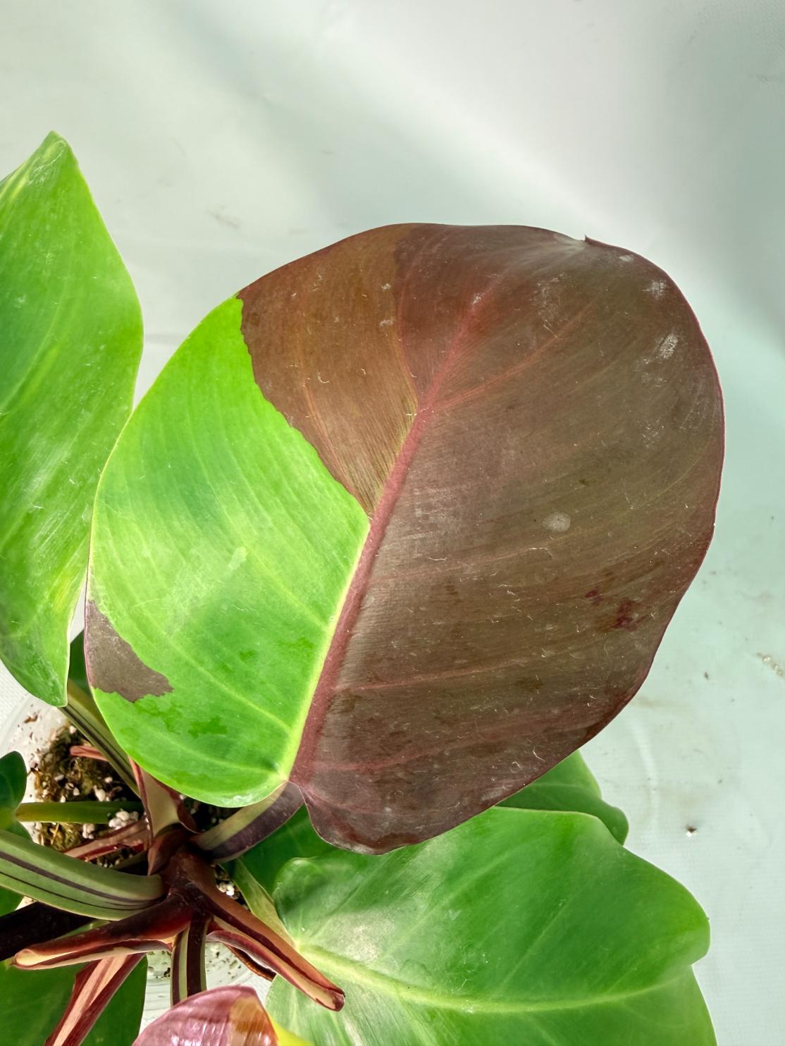 Philodendron Yellow Flame variegata 08