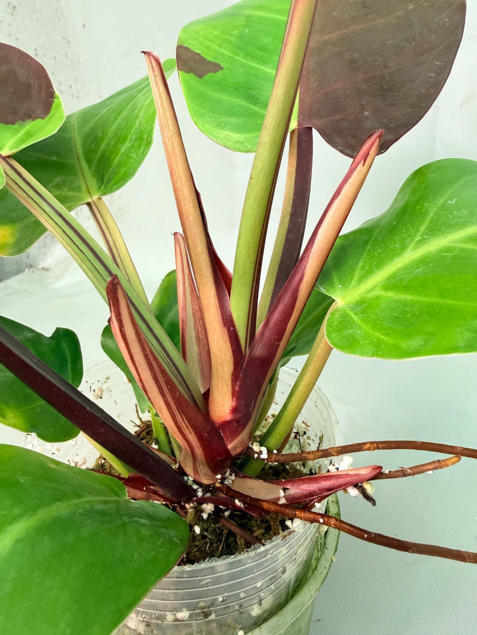 Philodendron Yellow Flame variegata 09