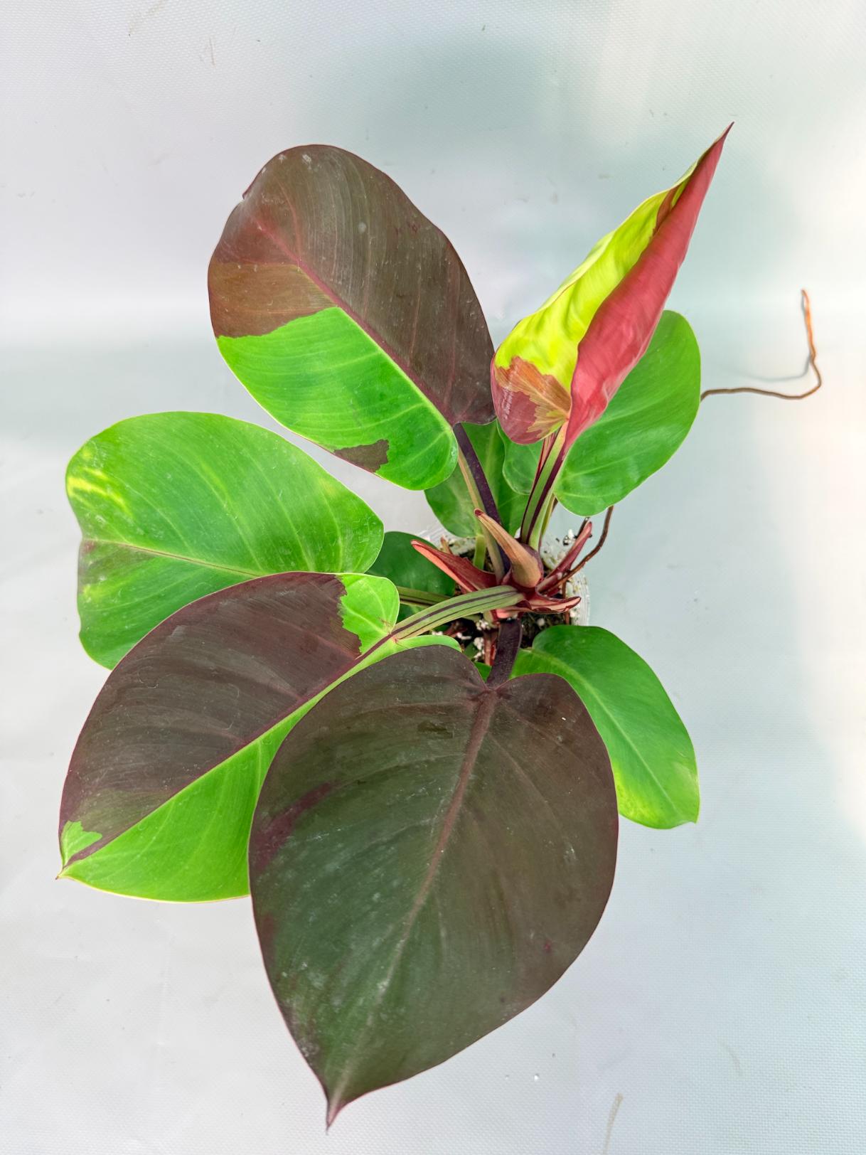 Philodendron Yellow Flame variegata 10