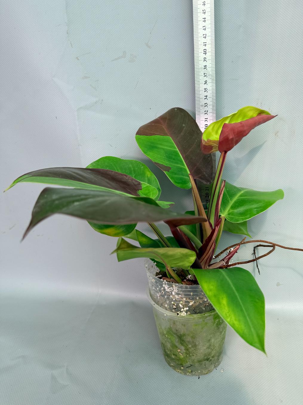 Philodendron Yellow Flame variegata 02