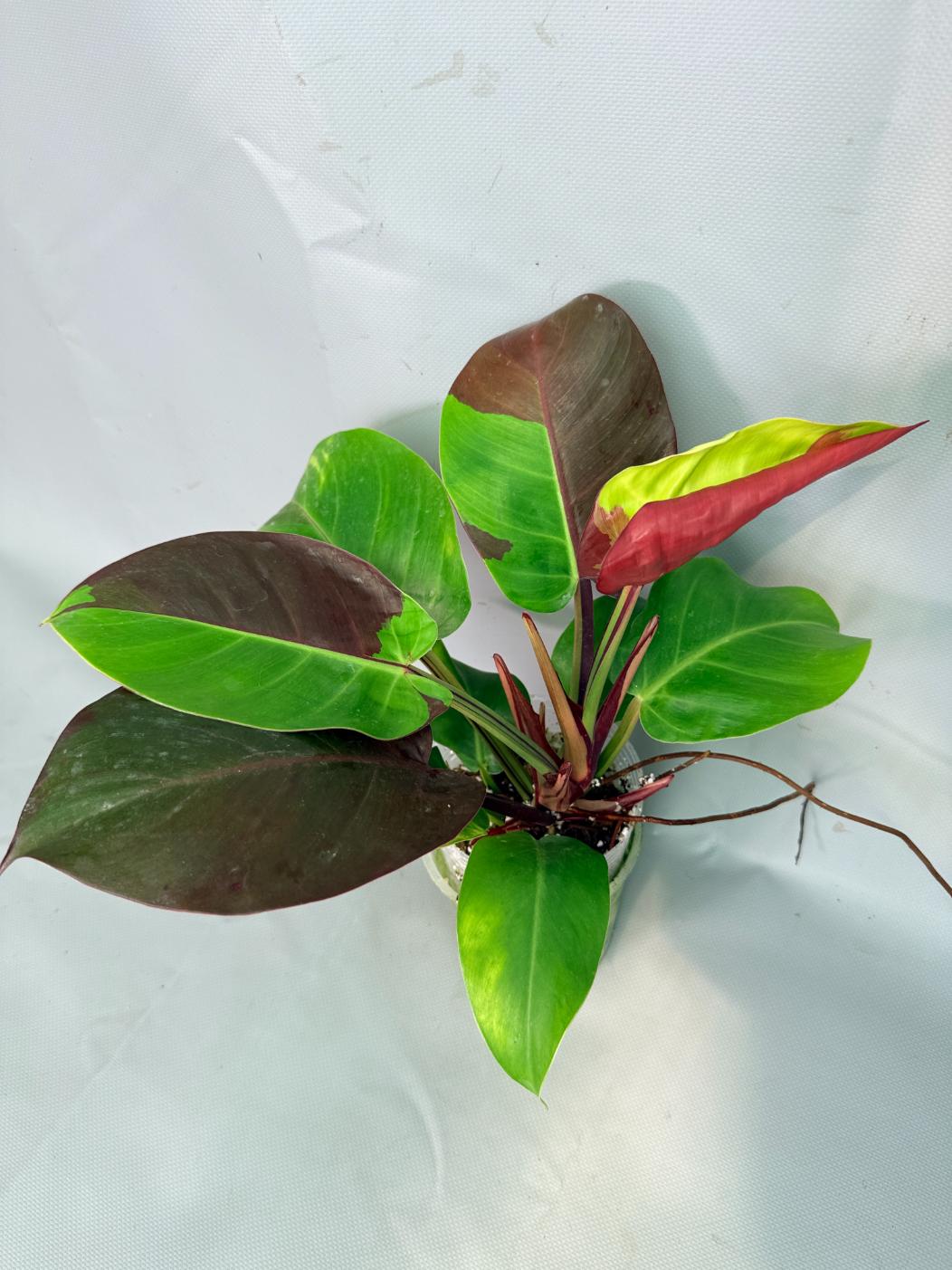 Philodendron Yellow Flame variegata 03
