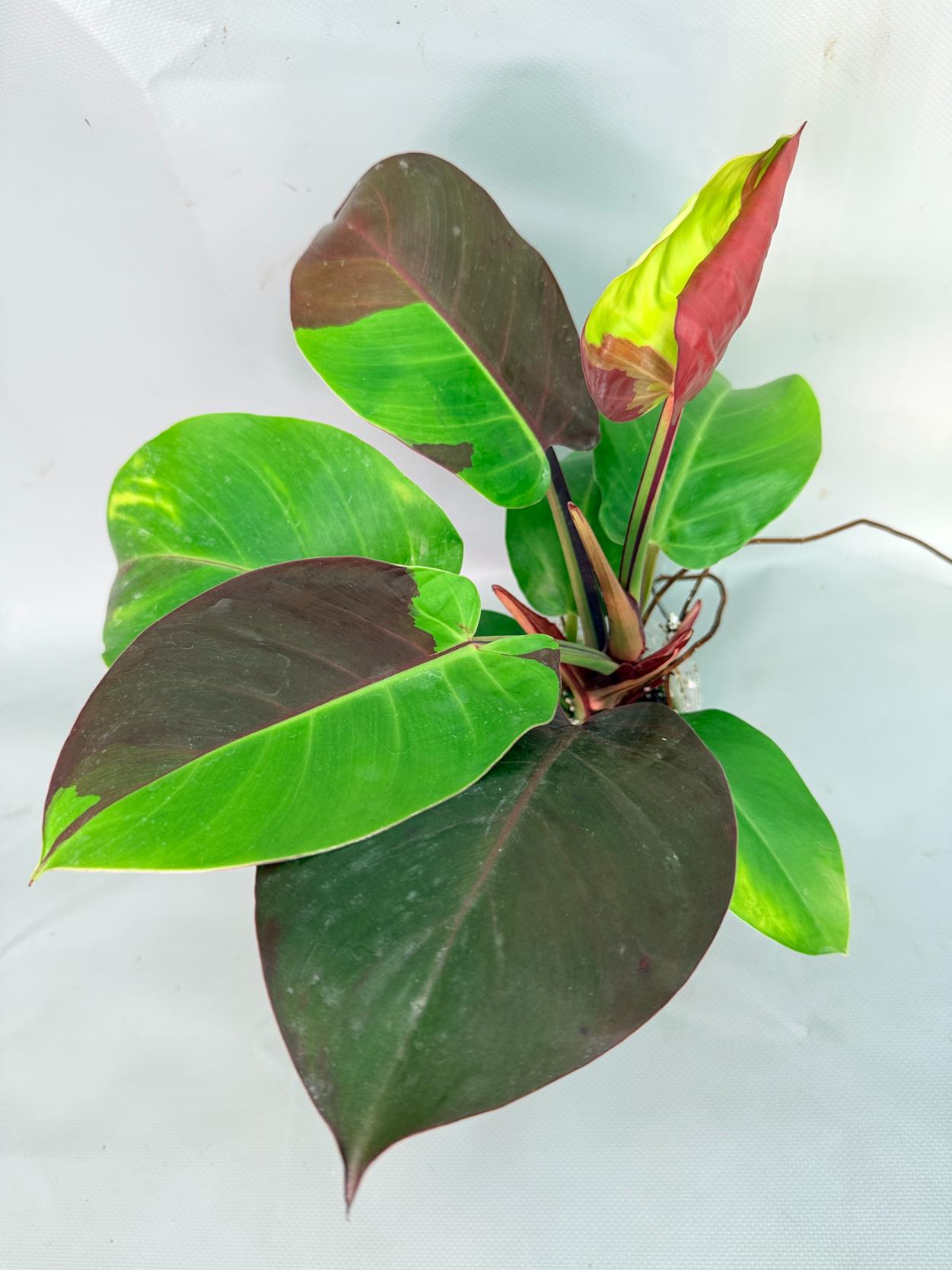Philodendron Yellow Flame variegata 01