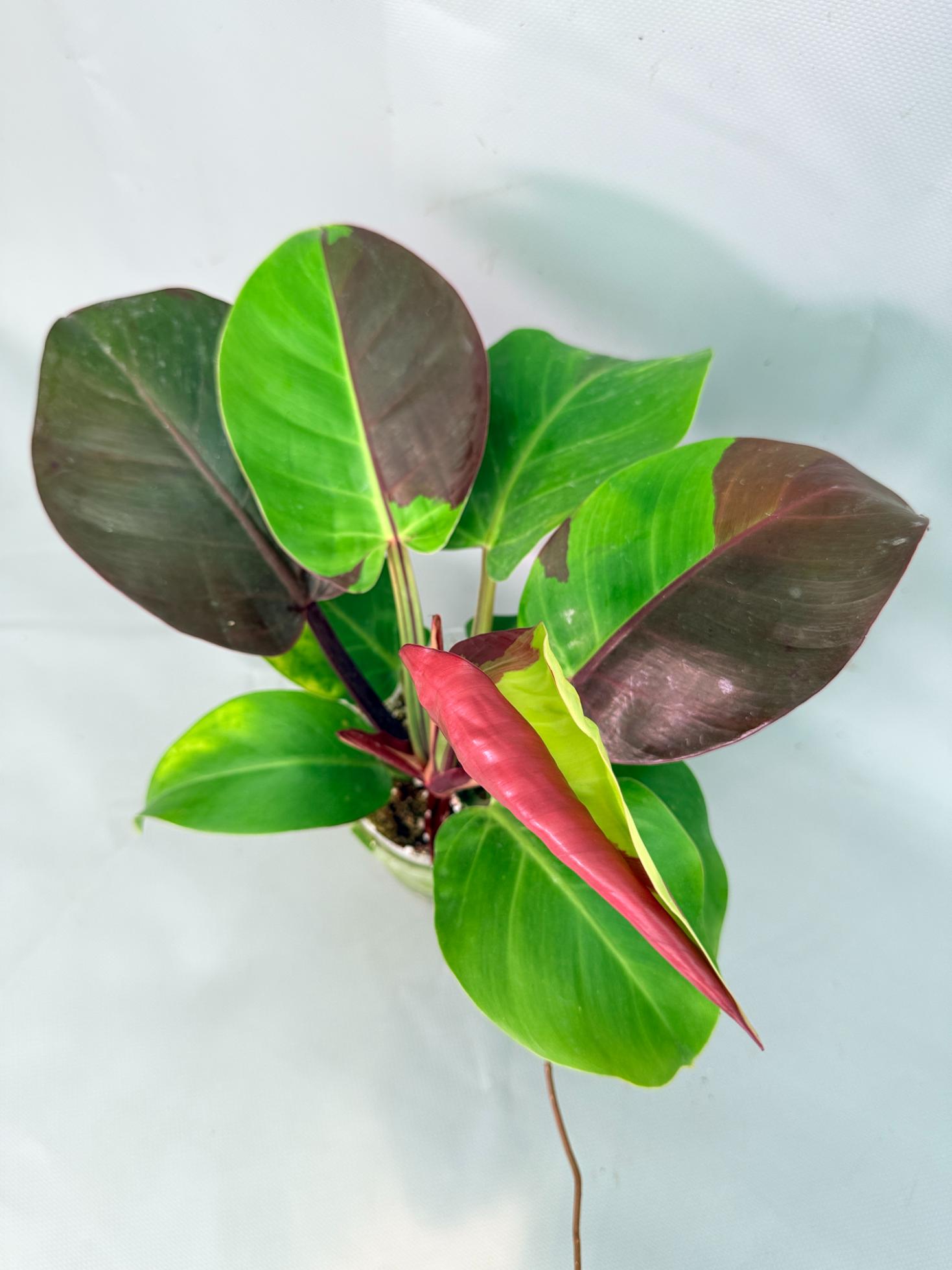 Philodendron Yellow Flame variegata 04