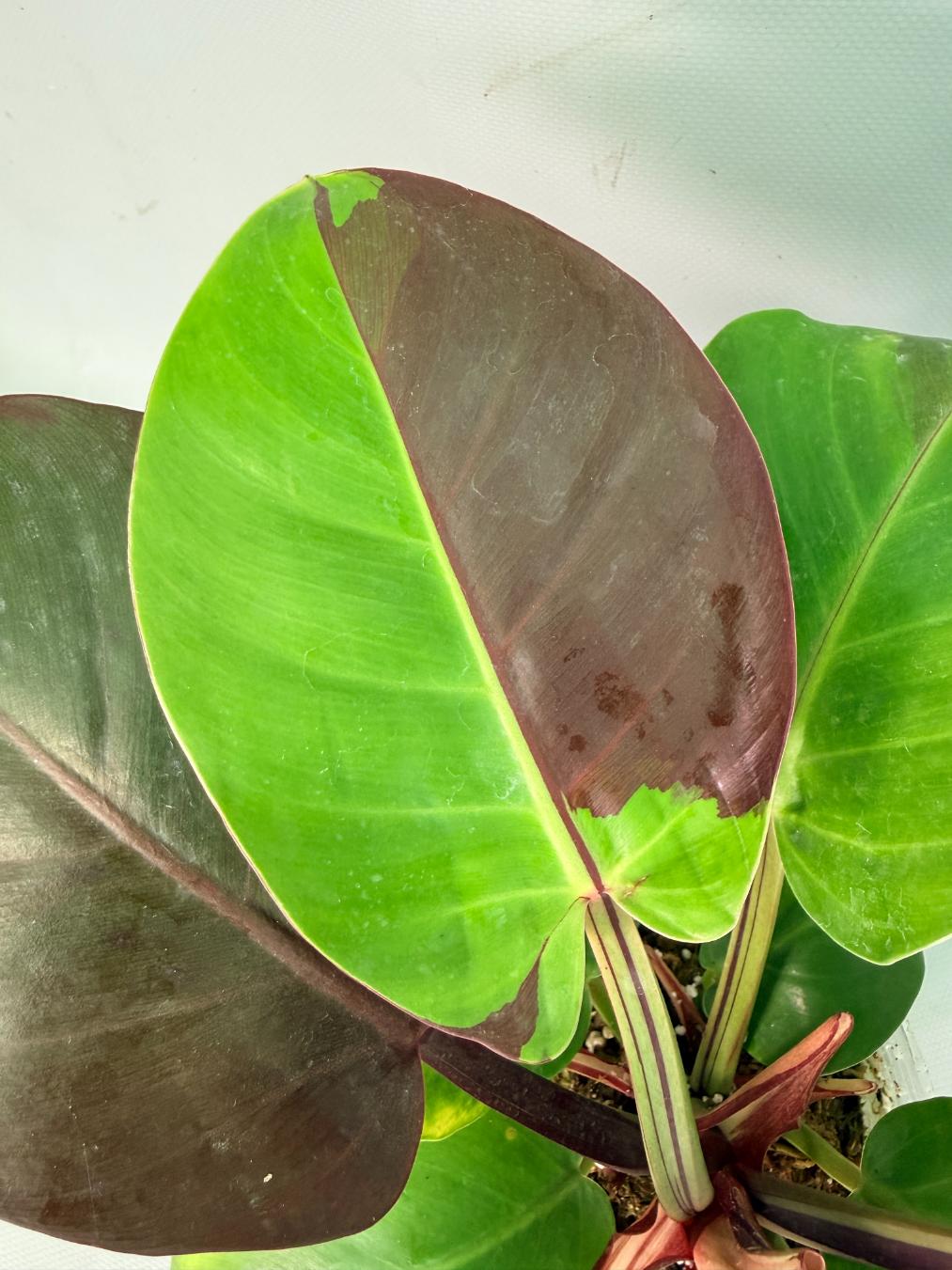 Philodendron Yellow Flame variegata 05